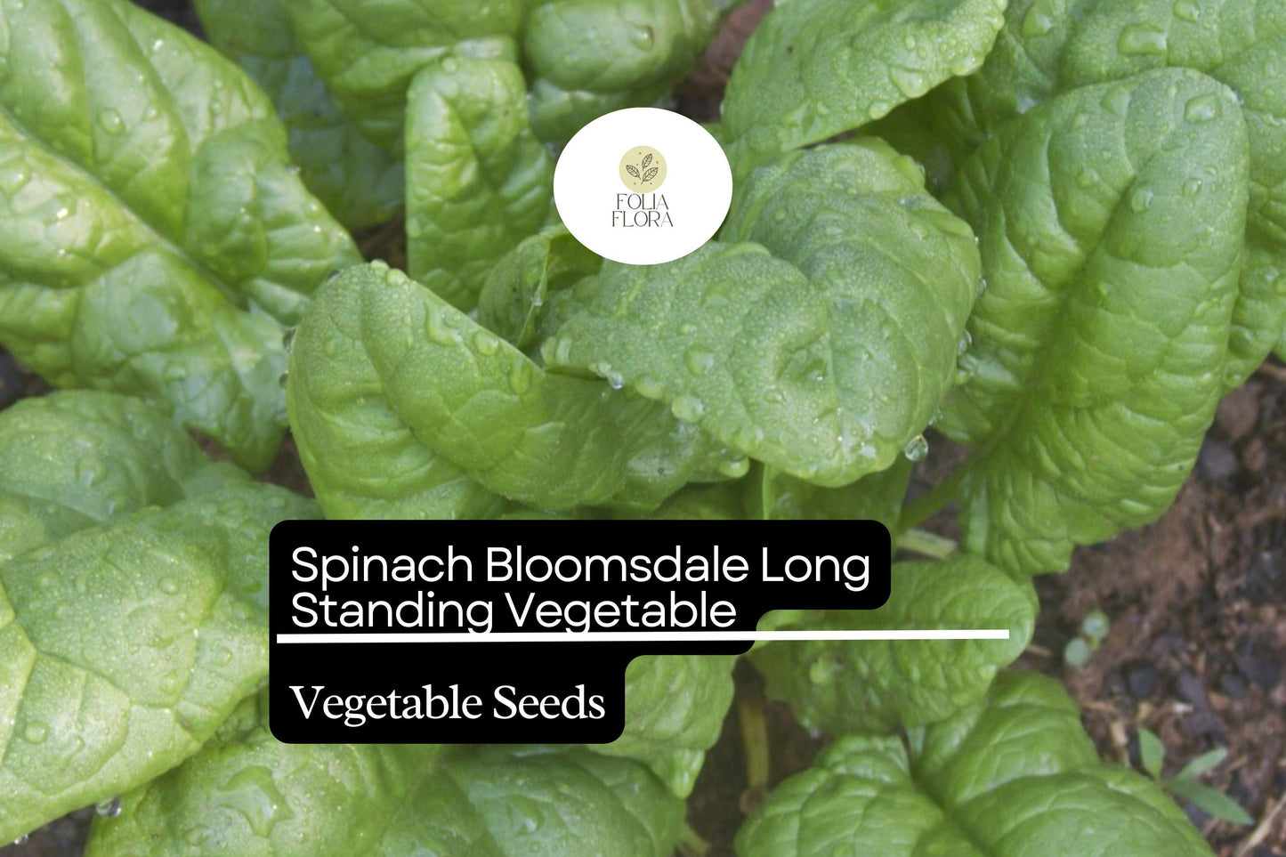 Spinach Seeds 1g Heirloom Variety Bloomsdale Long Standing Non-GMO Spinacia oleracea for Easy Gardening in Zones 3–9