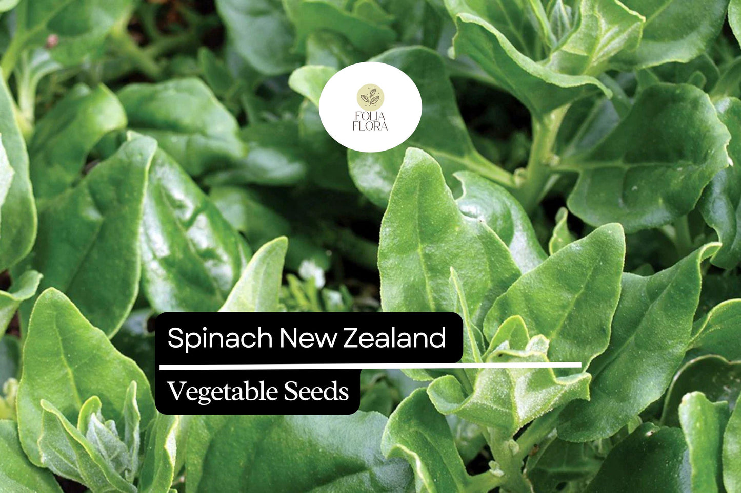 New Zealand Spinach Seeds 1g | Heat-Tolerant, Non-GMO | Tetragonia tetragonioides | Summer Garden Vegetable