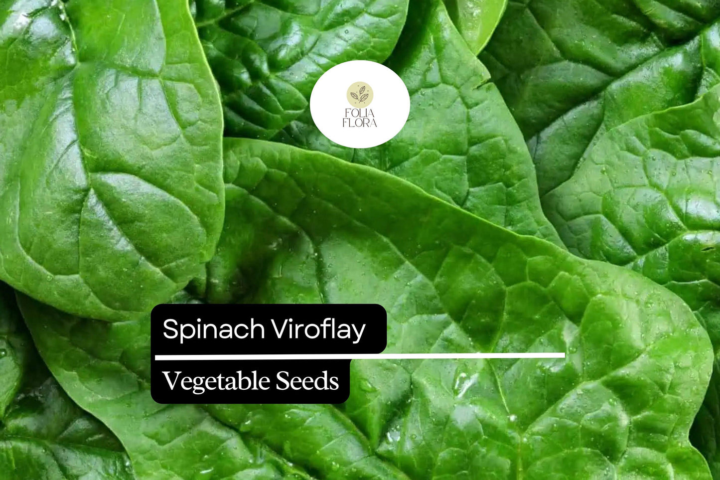 Spinach Viroflay Seeds | 1g Heirloom, Giant Leaf, Fast-Growing | Spinacia oleracea - Nutrient-Dense, Dark Green Leaves for Salads