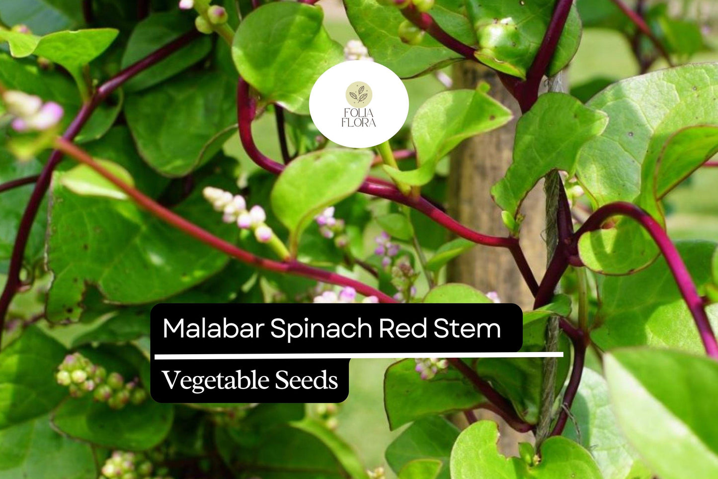 Malabar Spinach Seeds 500mg | Red Stem, Heat-Tolerant Climbing Vegetable | Basella alba var. rubra, Non-GMO