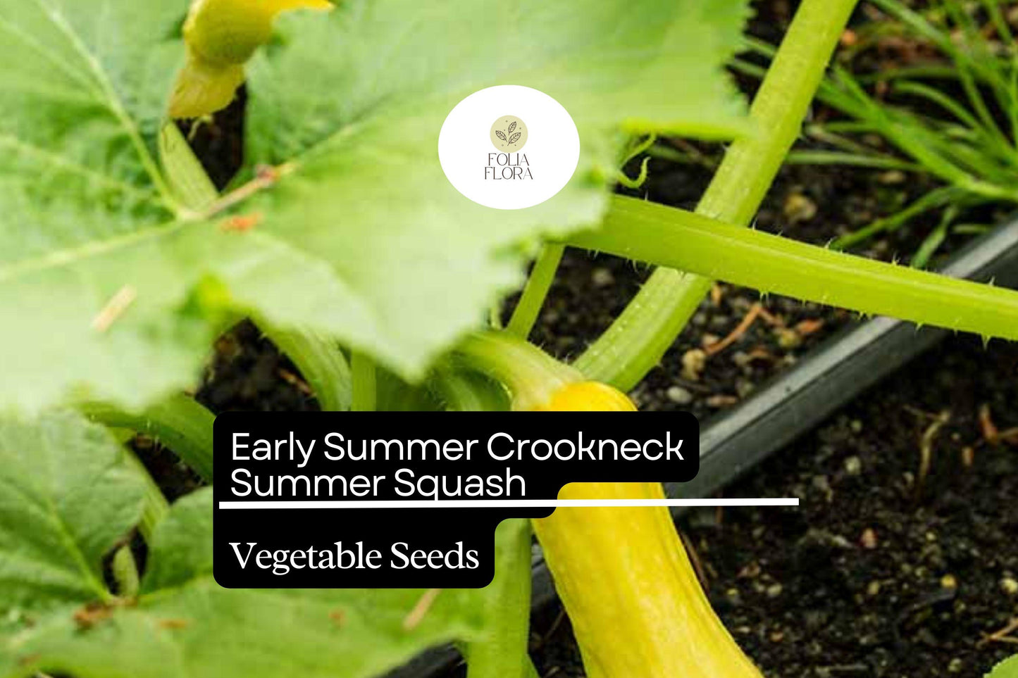 10 Non-GMO Seeds Early Summer Crookneck Squash Yellow Cucurbita pepo | Heirloom, High-Yield, Easy-Grow Summer Vegetable