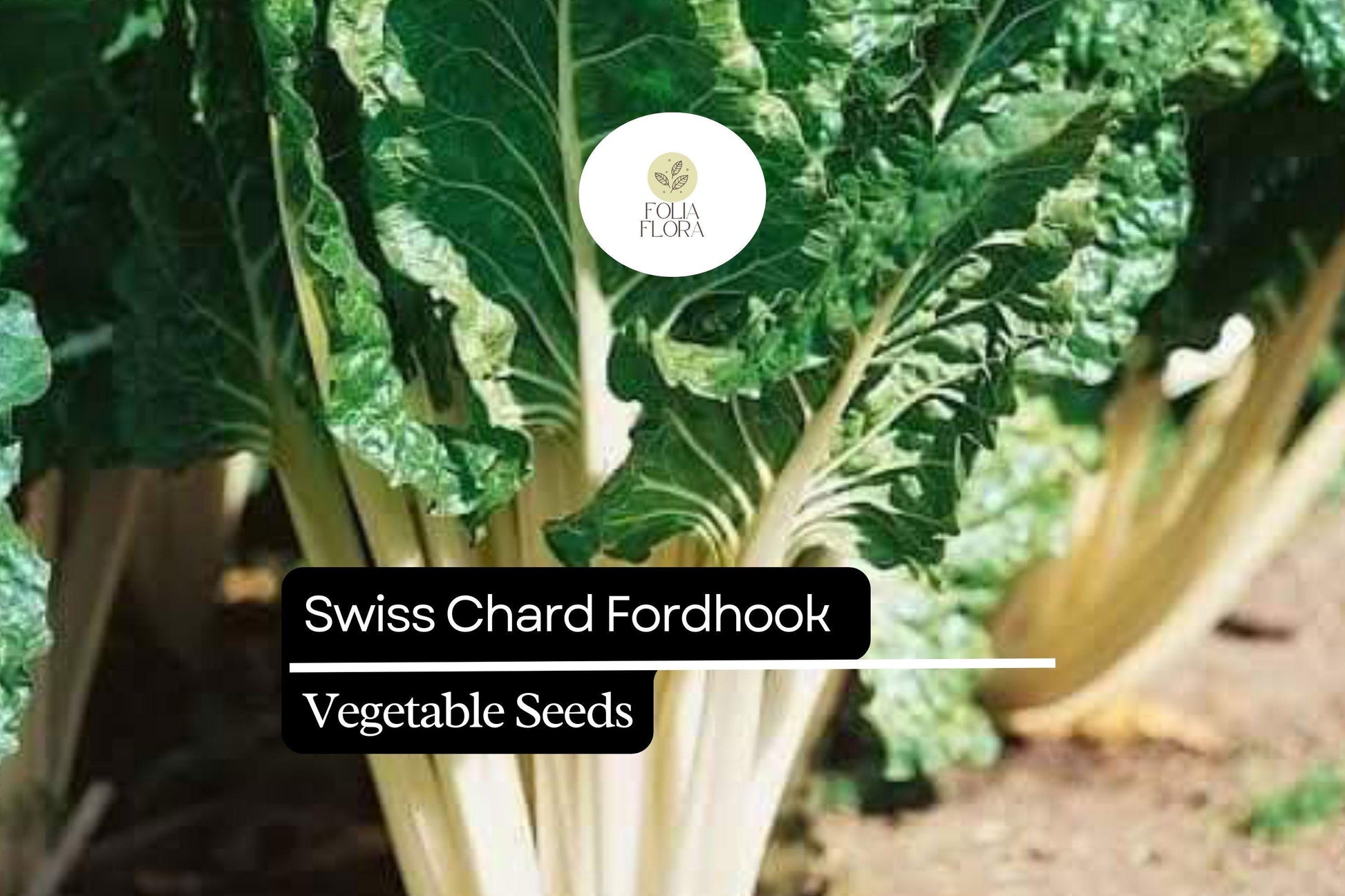 Swiss Chard Seeds 1g Fordhook Heirloom Dark Green Leaves Beta Vulgaris Non-GMO High Yield Cold-Hardy Garden Plant