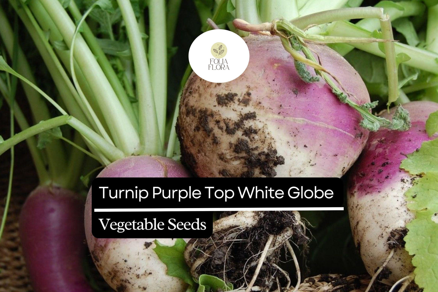 Turnip Seeds 1g - Purple Top White Globe, Heirloom Non-GMO, Brassica rapa, Sweet Mild Roots & Greens for Cooking