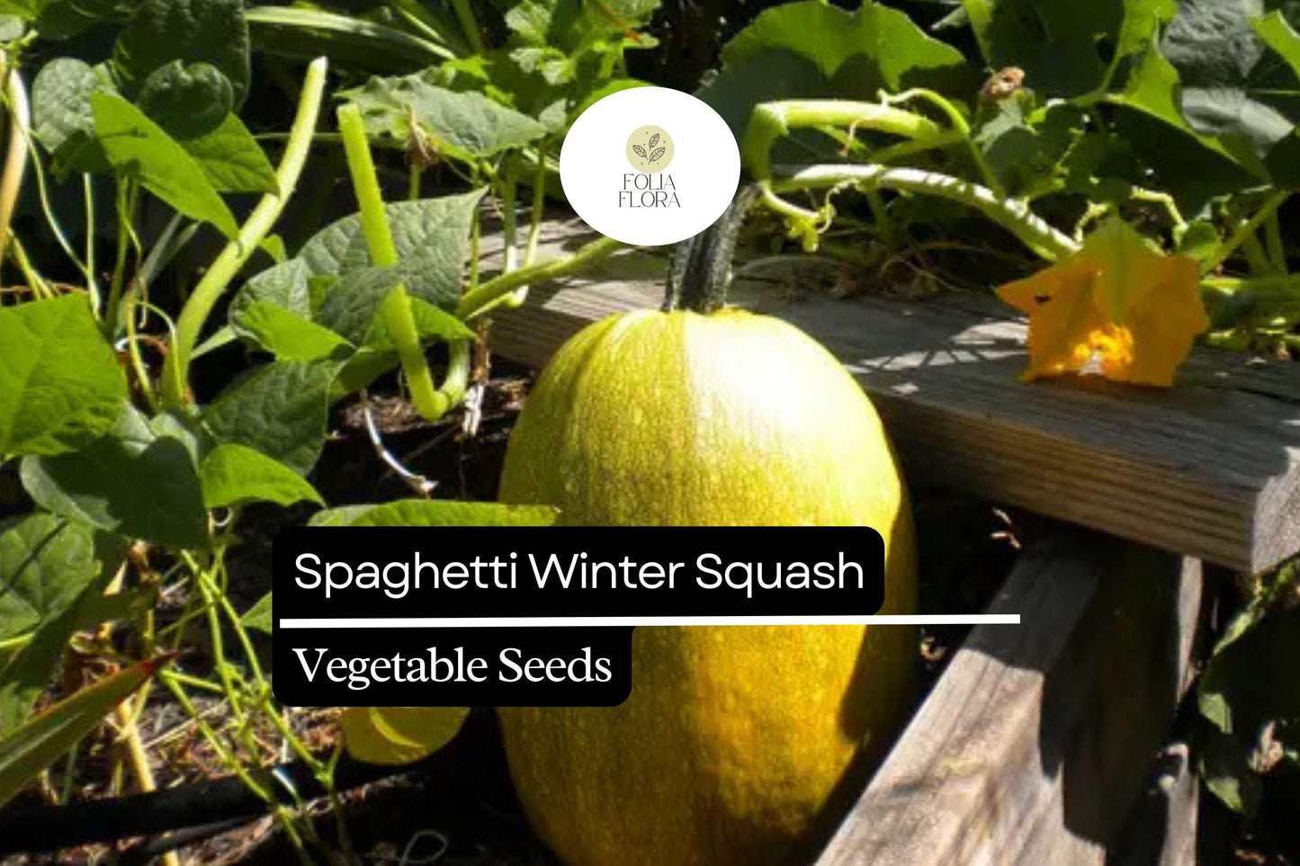 Spaghetti Winter Squash Seeds | Non-GMO Heirloom | Cucurbita pepo | Low-Carb Gluten-Free Pasta Alternative