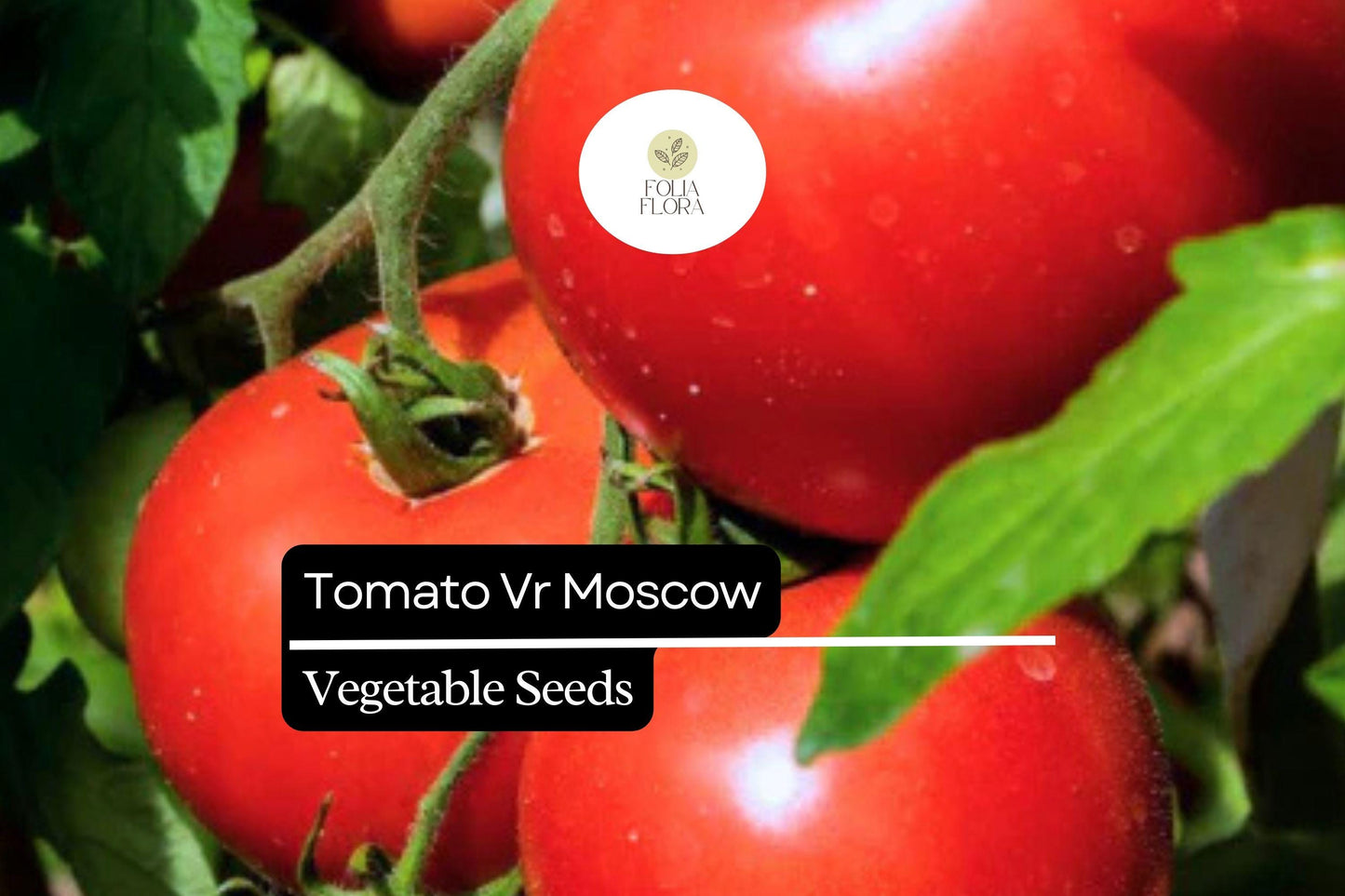 VR Moscow Tomato Seeds 100mg | Heirloom, Disease-Resistant, Sweet Flavor | Solanum lycopersicum Non-GMO Vegetable Seeds