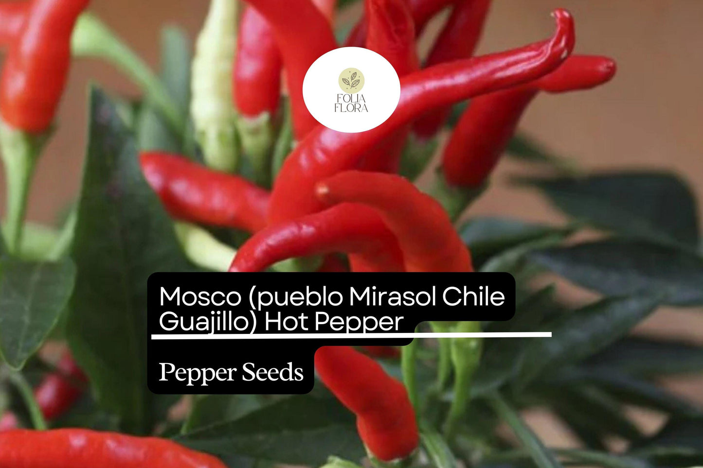 Mosco Pueblo Mirasol Chile Seeds | Guajillo Hot Pepper 250mg | Capsicum annuum | Non-GMO, Smoky Flavor, Versatile Culinary Uses