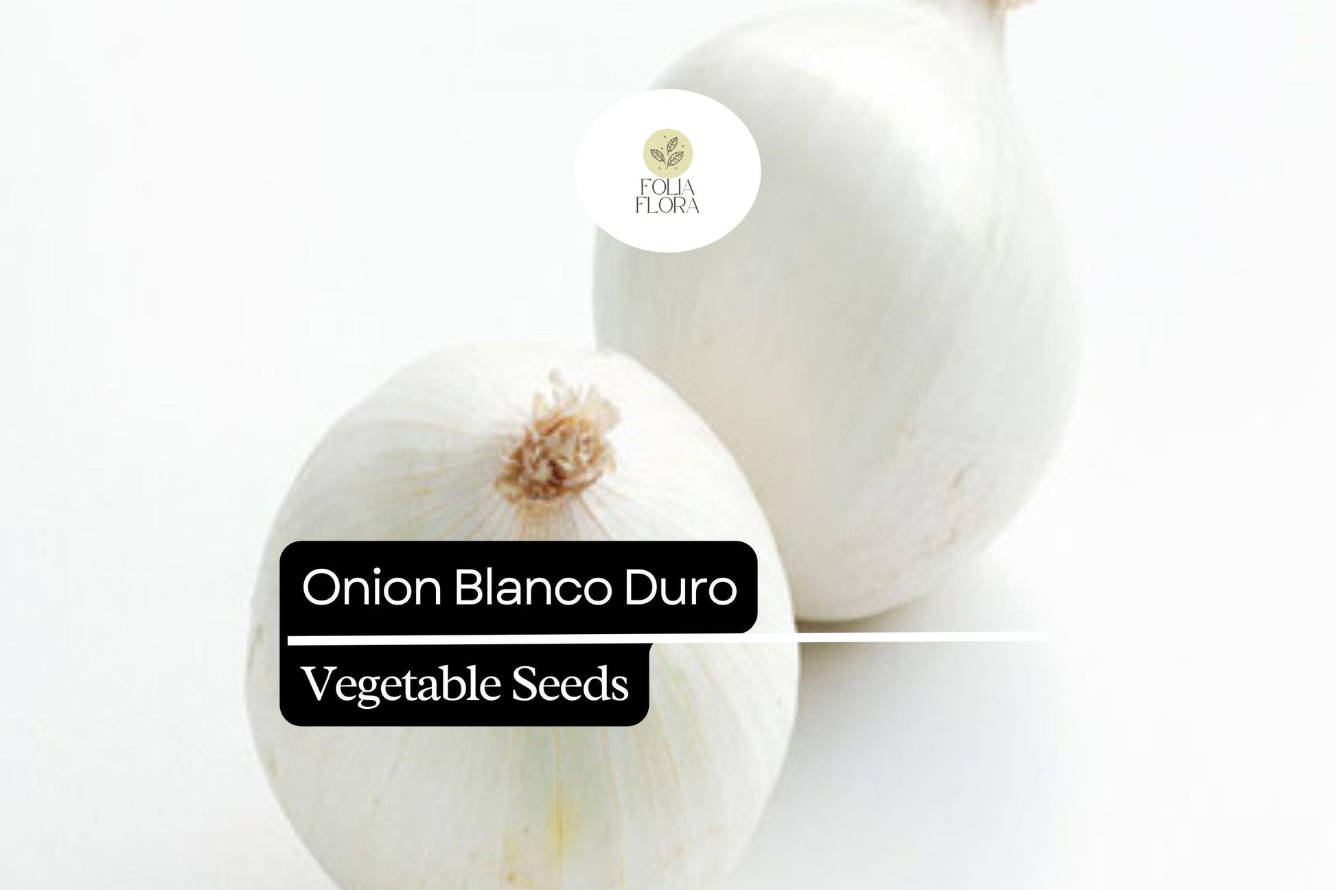 Onion Seeds 250mg Non-GMO Blanco Duro Allium cepa, Crisp Sweet Flavor for Cooking & Salads, Long Storage Life