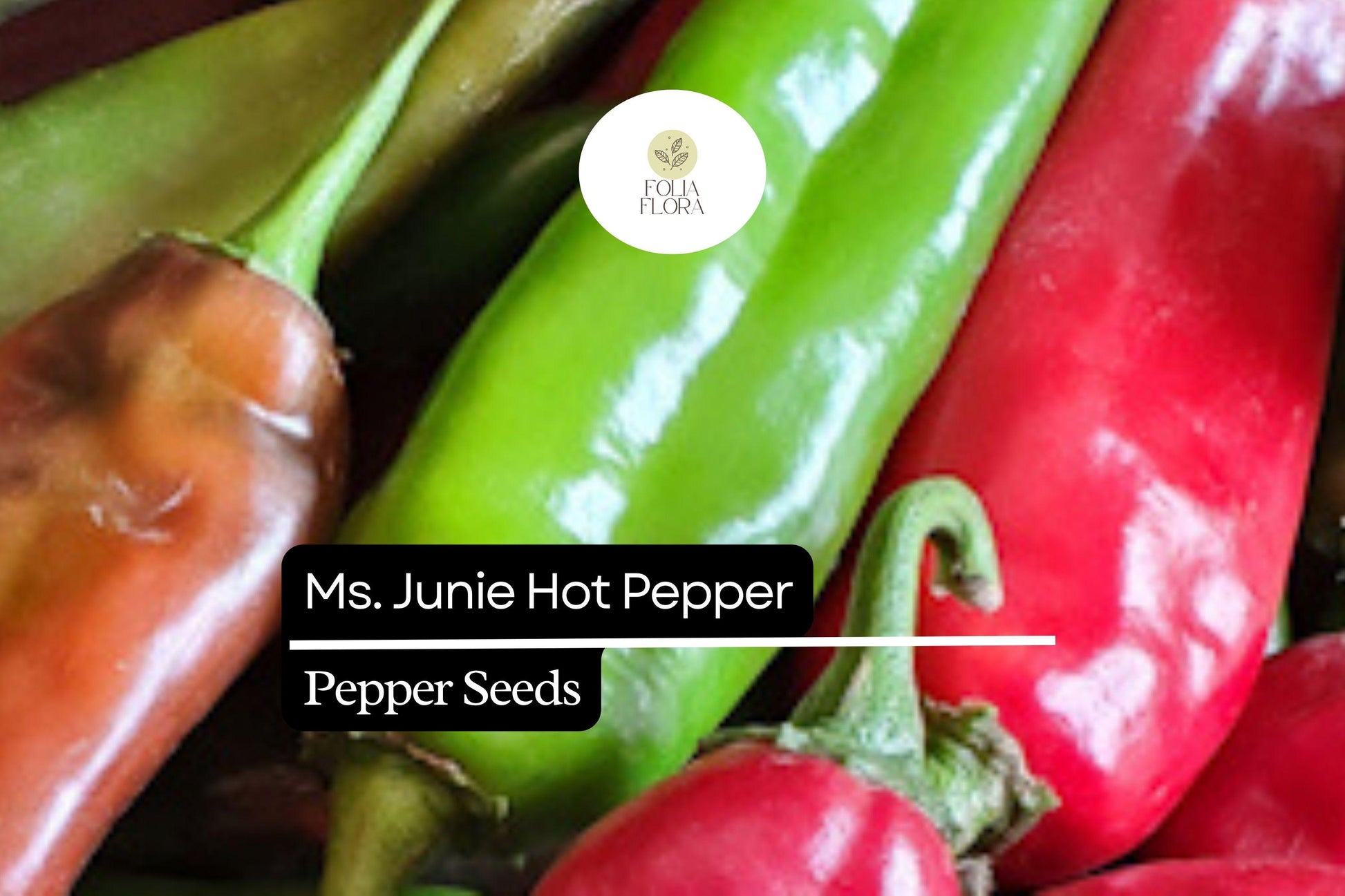 Ms. Junie Hot Pepper Seeds | 250mg | Medium Heat | Capsicum Annuum | Vibrant Red, Mildly Sweet Flavor for Sauces and Salsas