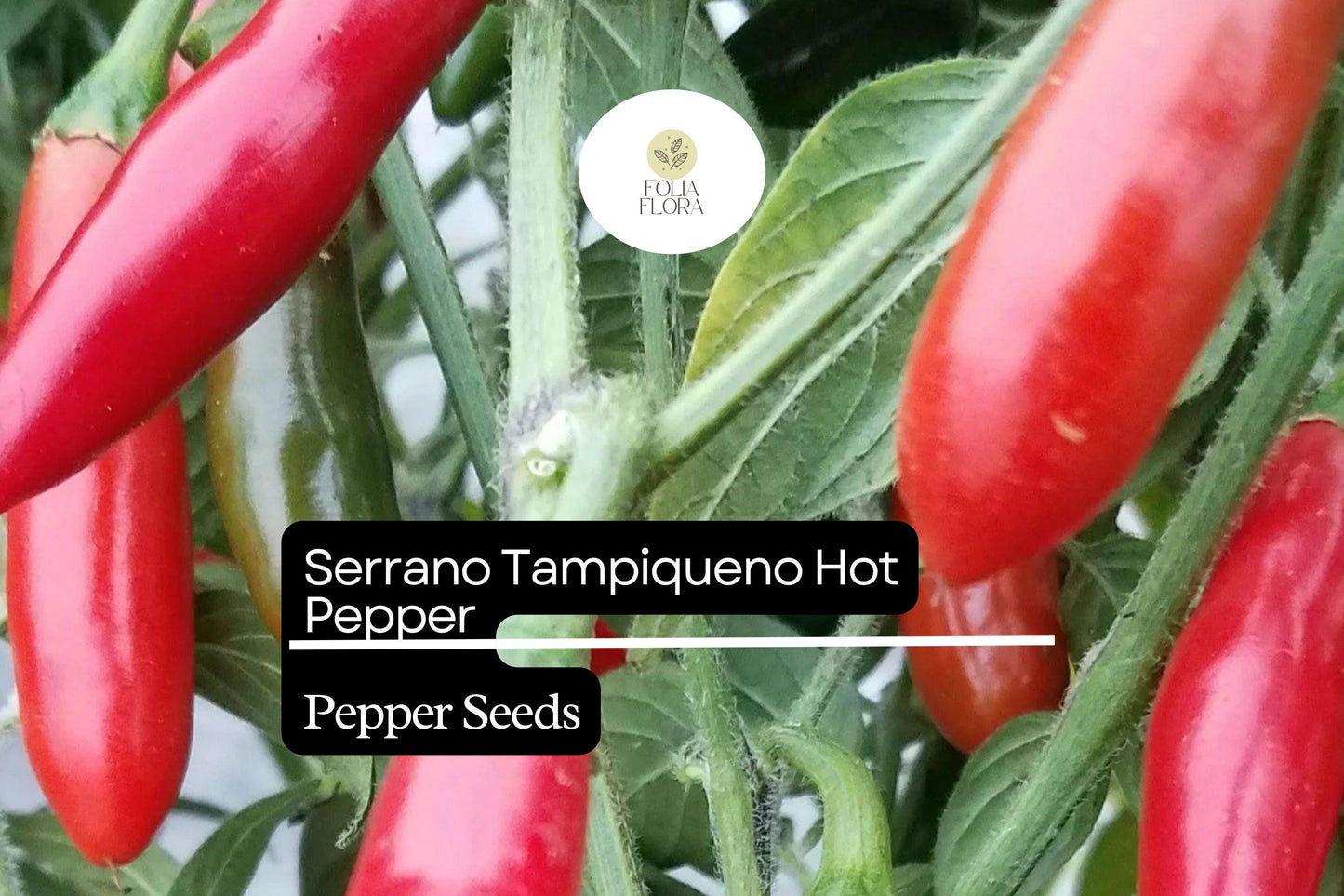 Serrano Hot Pepper Seeds 250mg | Spicy Capsicum Annuum | Medium Heat for Salsas & Sauces | Green to Red Peppers