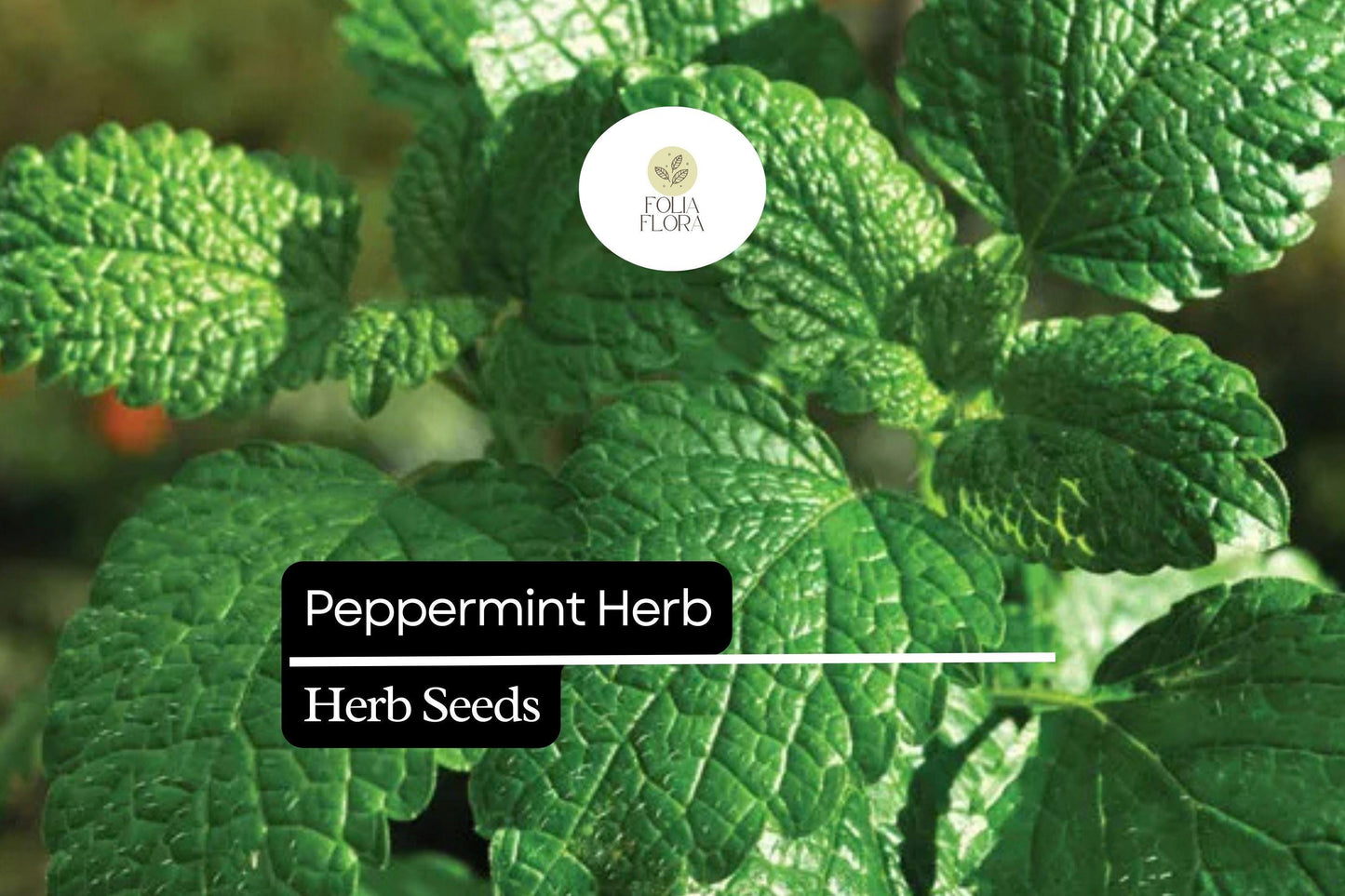 Peppermint Herb Seeds 30mg | Aromatic Culinary Mint | Mentha × piperita | Fast-Growing Medicinal & Pollinator-Friendly Herb