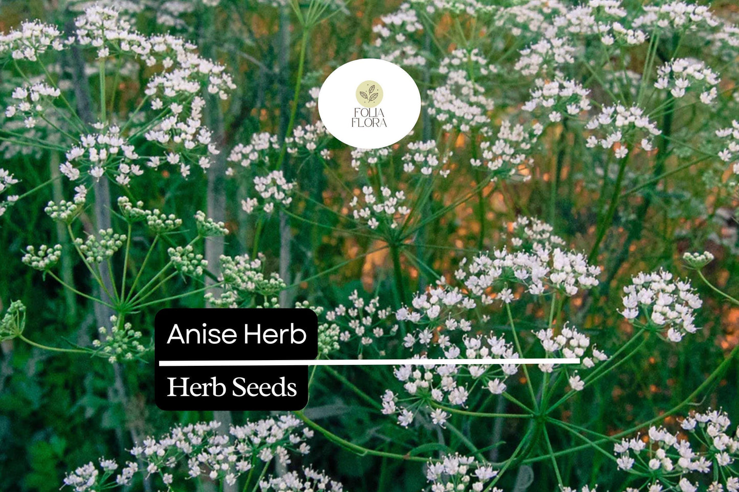 250mg Anise Herb Seeds | Pimpinella anisum | Aromatic Culinary Herb for Teas and Baked Goods, Licorice Flavor