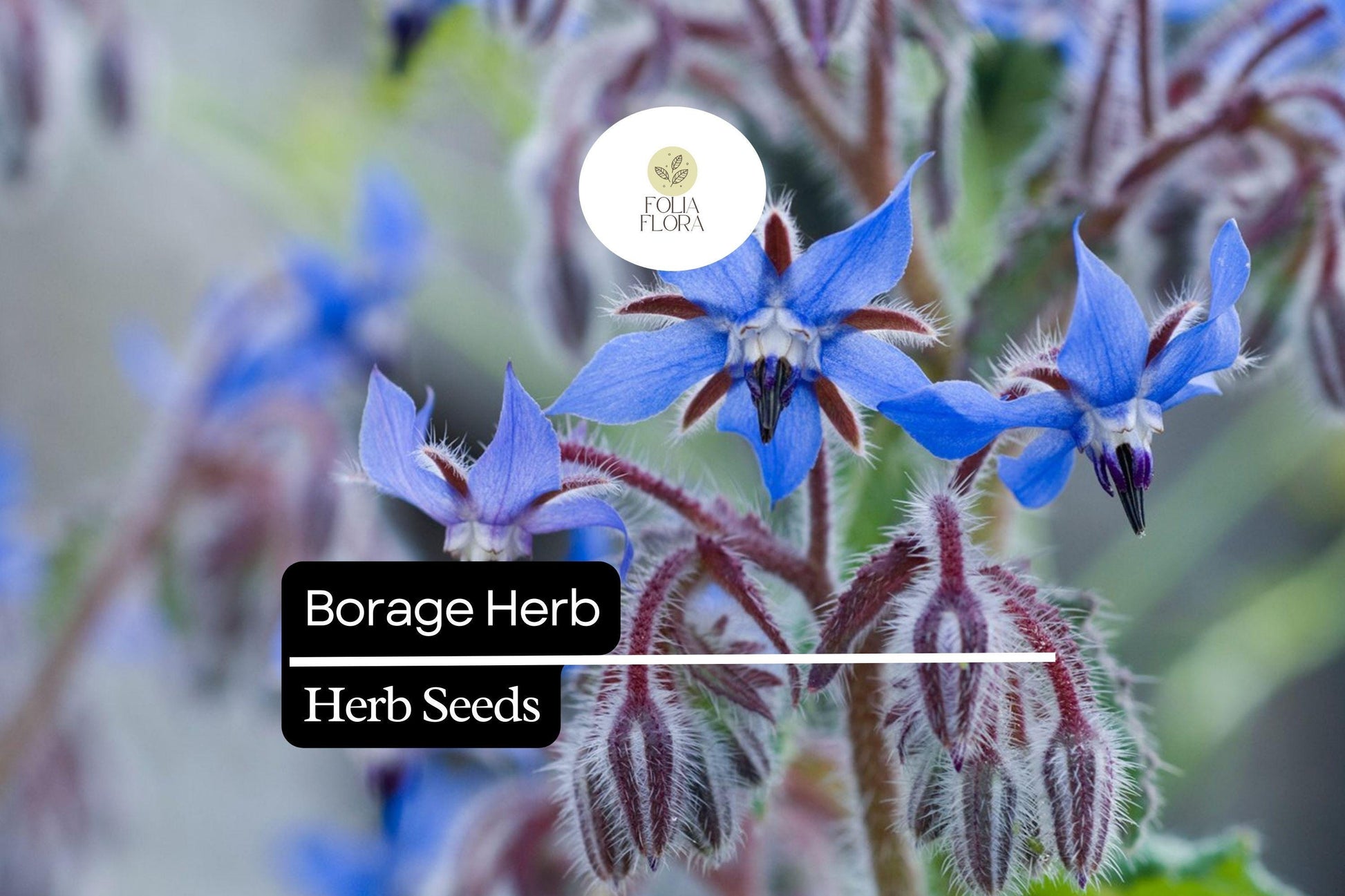 Borage Herb Seeds 1g | Edible Blue Flowers & Pollinator-Friendly | Borago officinalis | Fast-Growing Annual Herb for Gardens