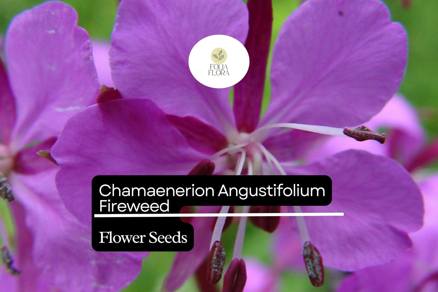 Fireweed Seeds 30mg | Vibrant Pink-Purple Wildflower | Chamaenerion angustifolium | Pollinator-Friendly Perennial