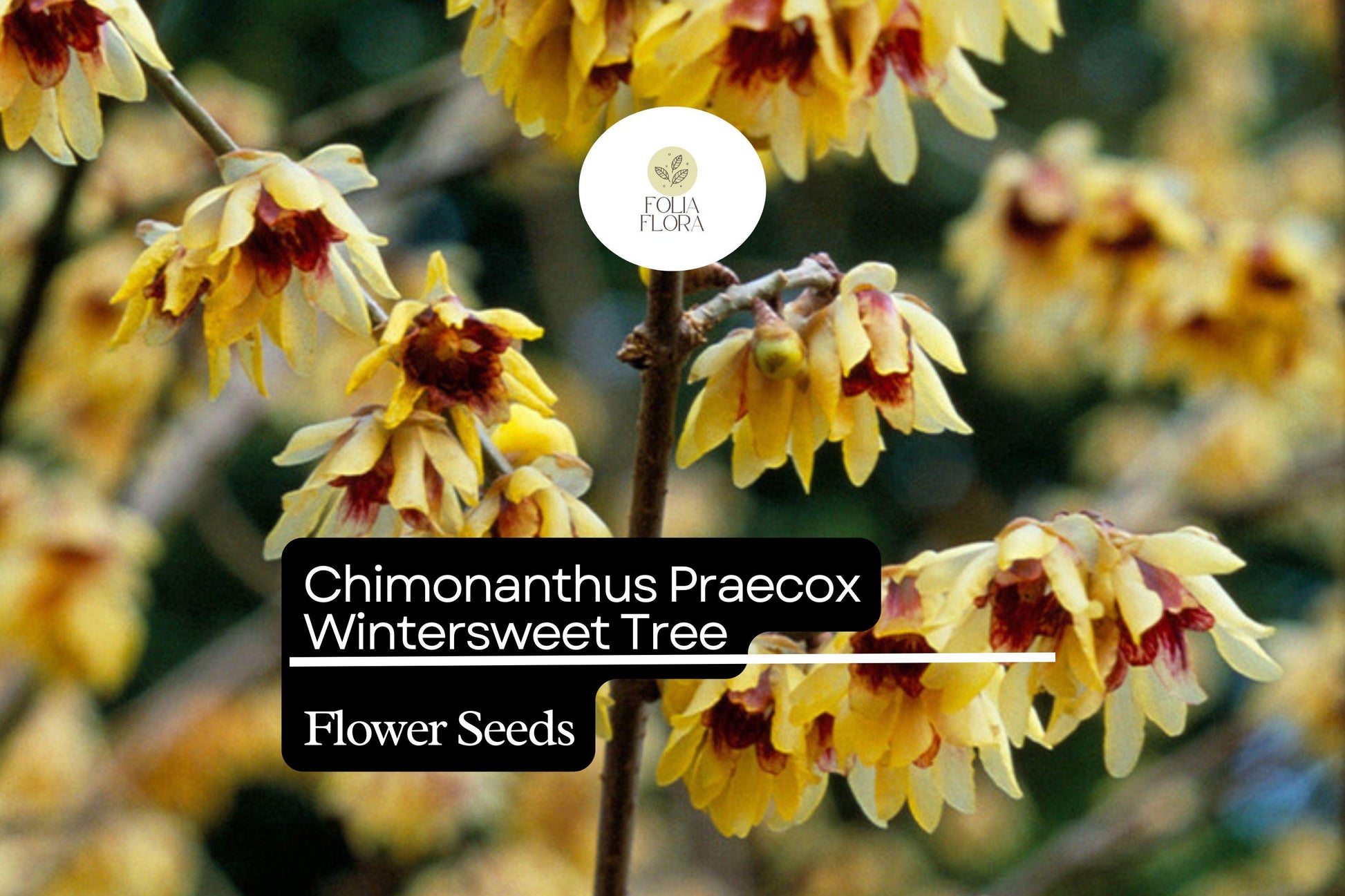 10 Seeds Chimonanthus praecox Wintersweet Tree | Fragrant Yellow Flowers | Hardy Ornamental Shrub | Winter-Blooming Heirloom