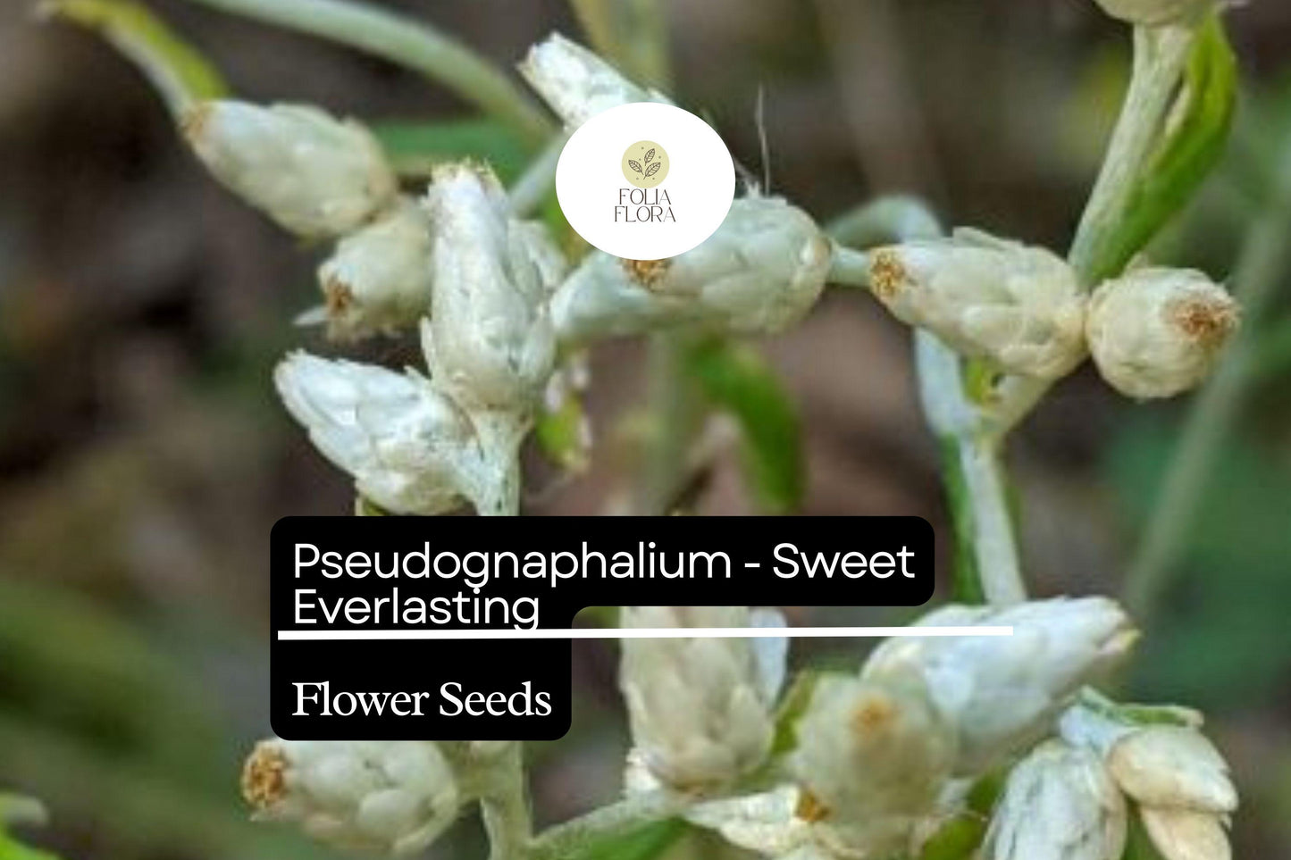 Sweet Everlasting Seeds 30mg - Pseudognaphalium spp. - Creamy White Flowers, Drought-Tolerant Perennial Wildflower for Pollinator Gardens