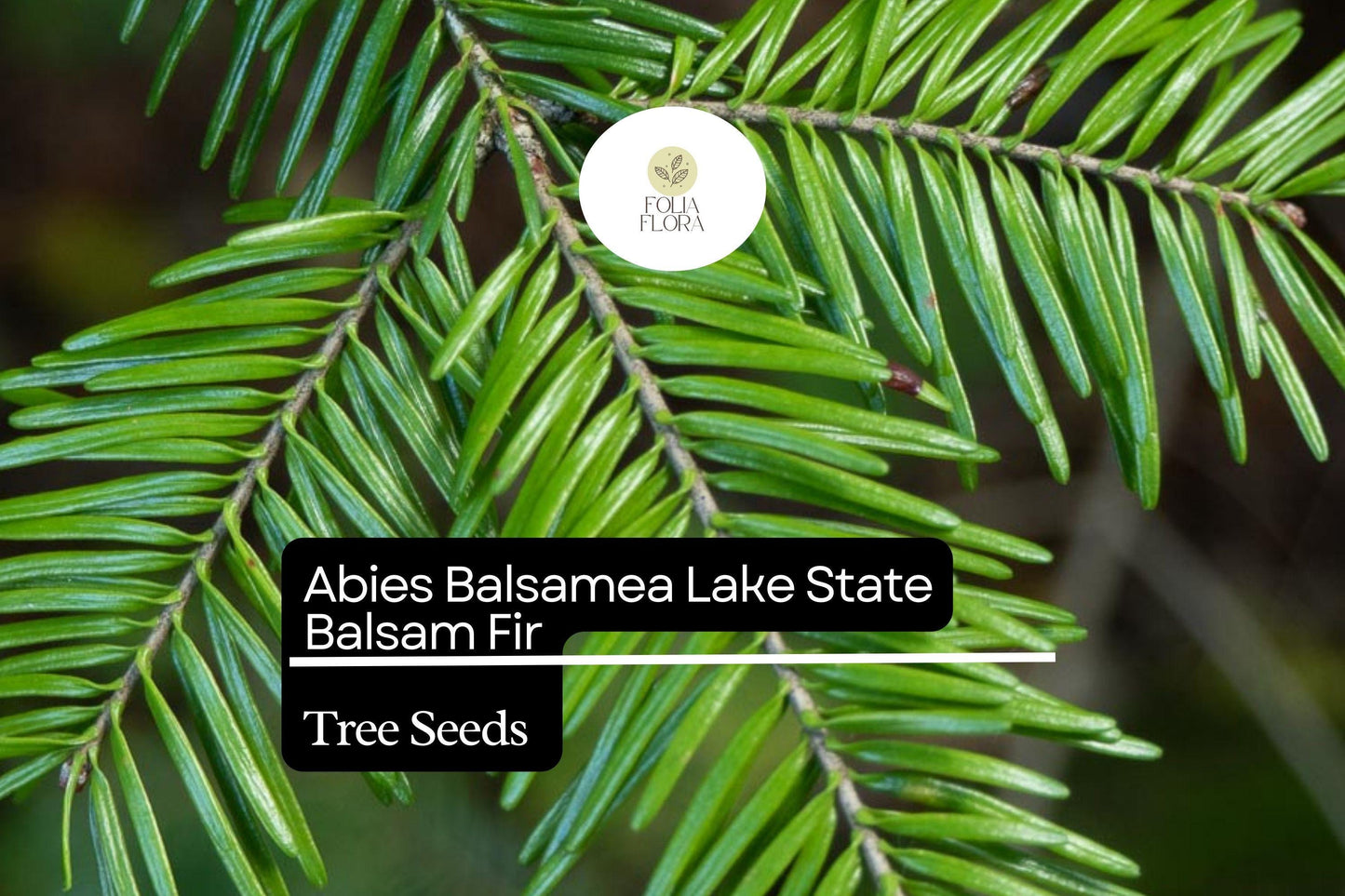 Balsam Fir Seeds 250mg | Fragrant Evergreen Conifer | Abies Balsamea | Hardy Tree for Landscaping & Wildlife