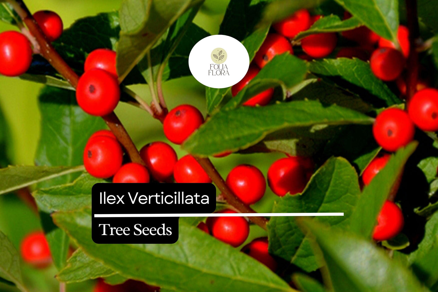 250mg Winterberry Holly Seeds, Ilex Verticillata, Red Berries, Deciduous Shrub, Hardy Plant for Winter Color and Wildlife Habitat