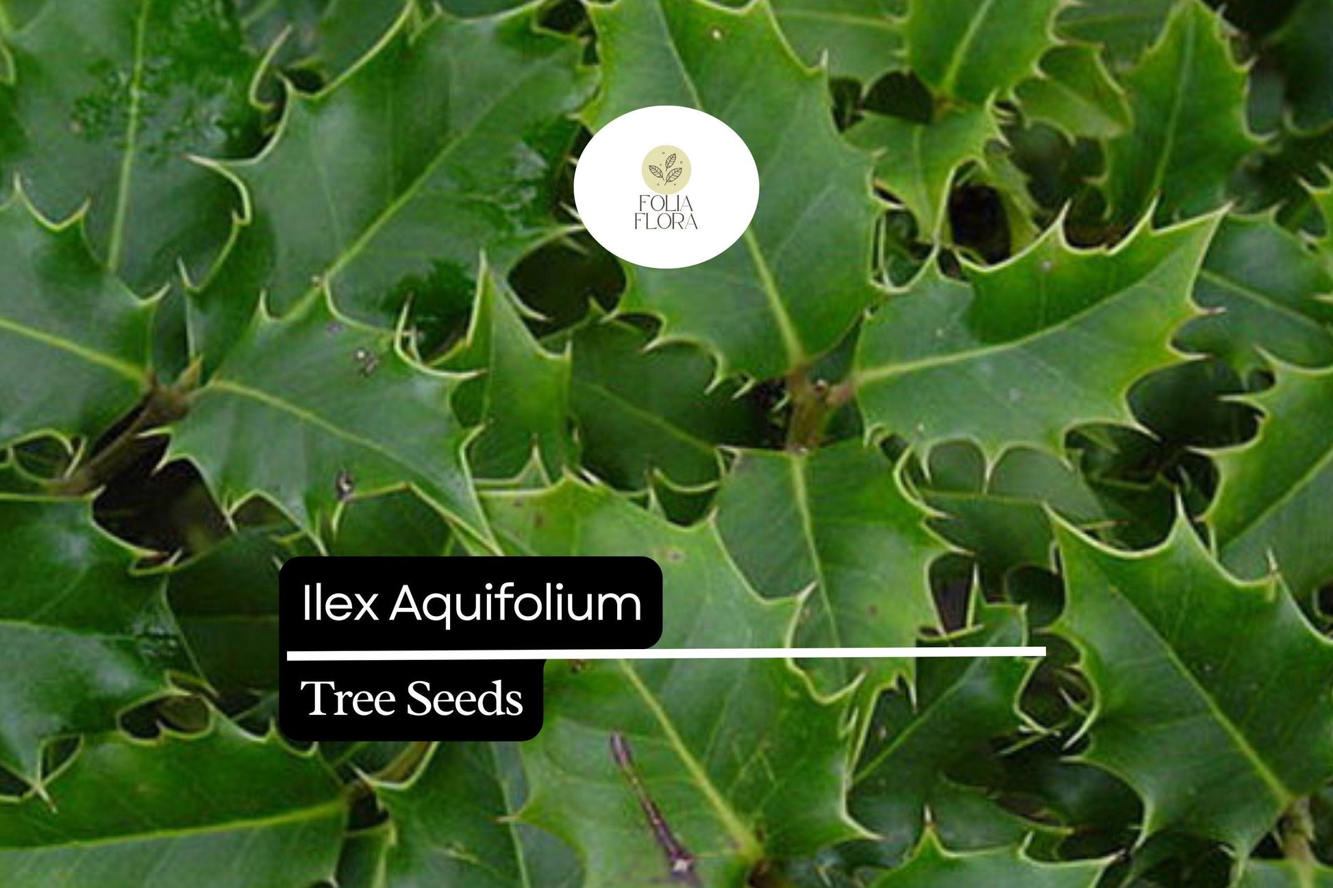 10 Seeds Ilex Aquifolium English Holly, Evergreen Shrub with Red Berries, Wildlife-Friendly Ornamental Plant