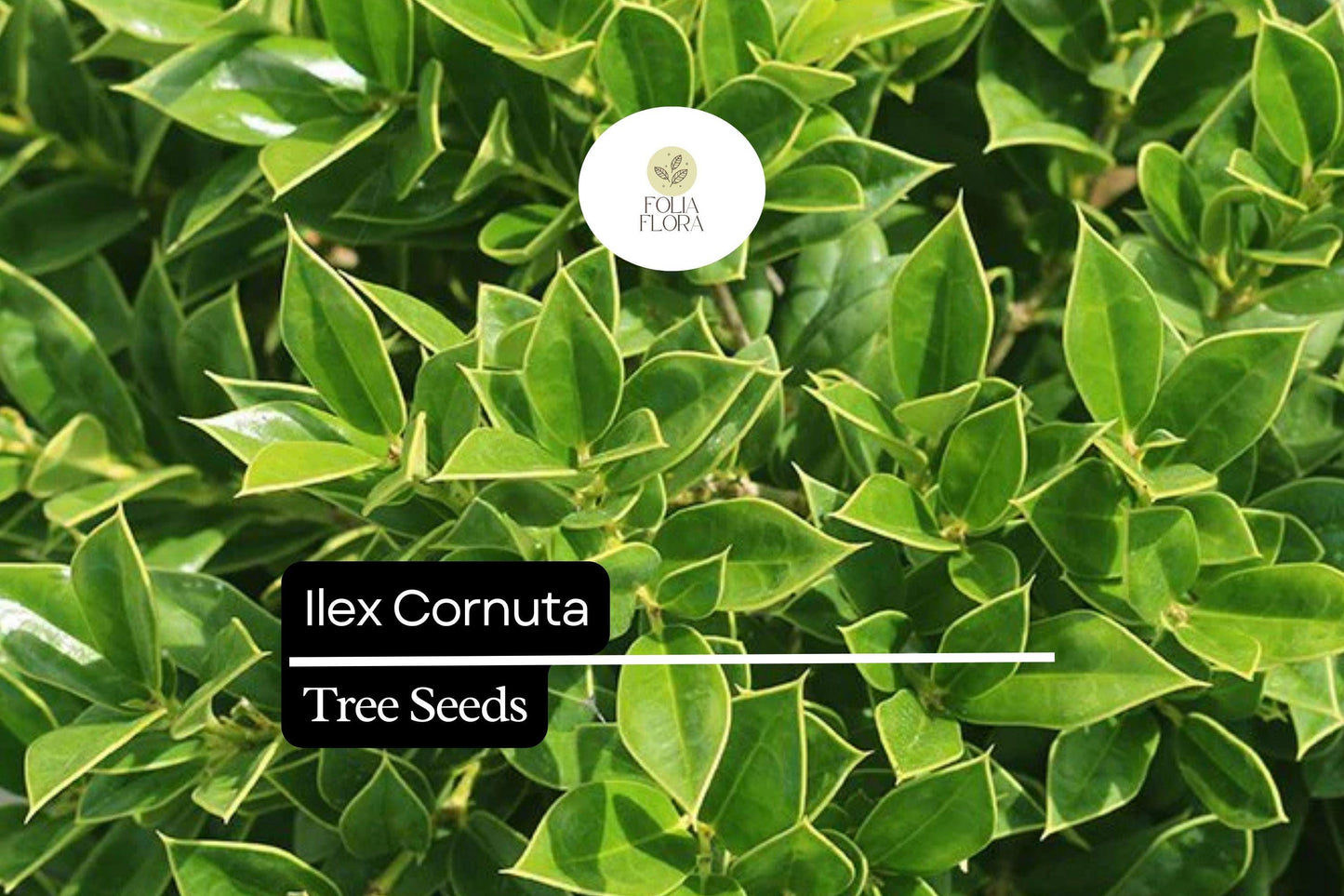 Chinese Holly Seeds 500mg Ilex Cornuta Evergreen Shrub Glossy Green Leaves Red Berries Wildlife-Friendly Drought-Tolerant