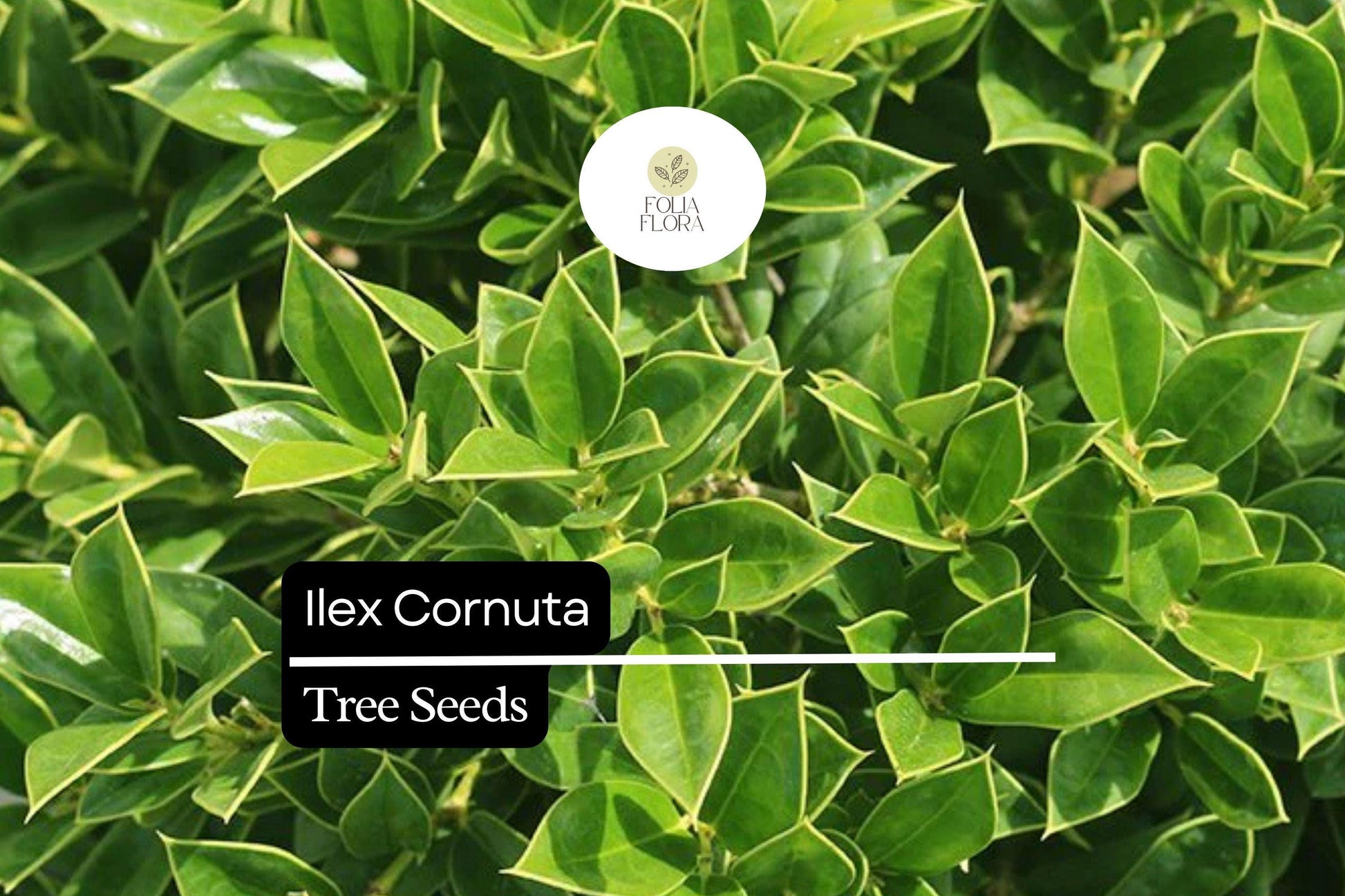 Chinese Holly Seeds 500mg Ilex Cornuta Evergreen Shrub Glossy Green Leaves Red Berries Wildlife-Friendly Drought-Tolerant