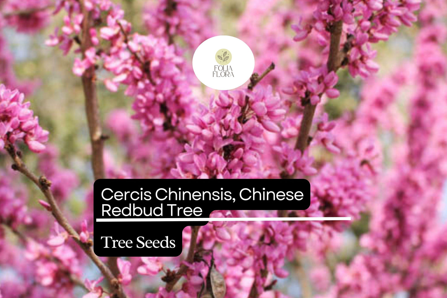 Chinese Redbud Tree Seeds, 10 Seeds, Pink Blooms, Cercis Chinensis - Ornamental, Pollinator-Friendly, Drought-Tolerant