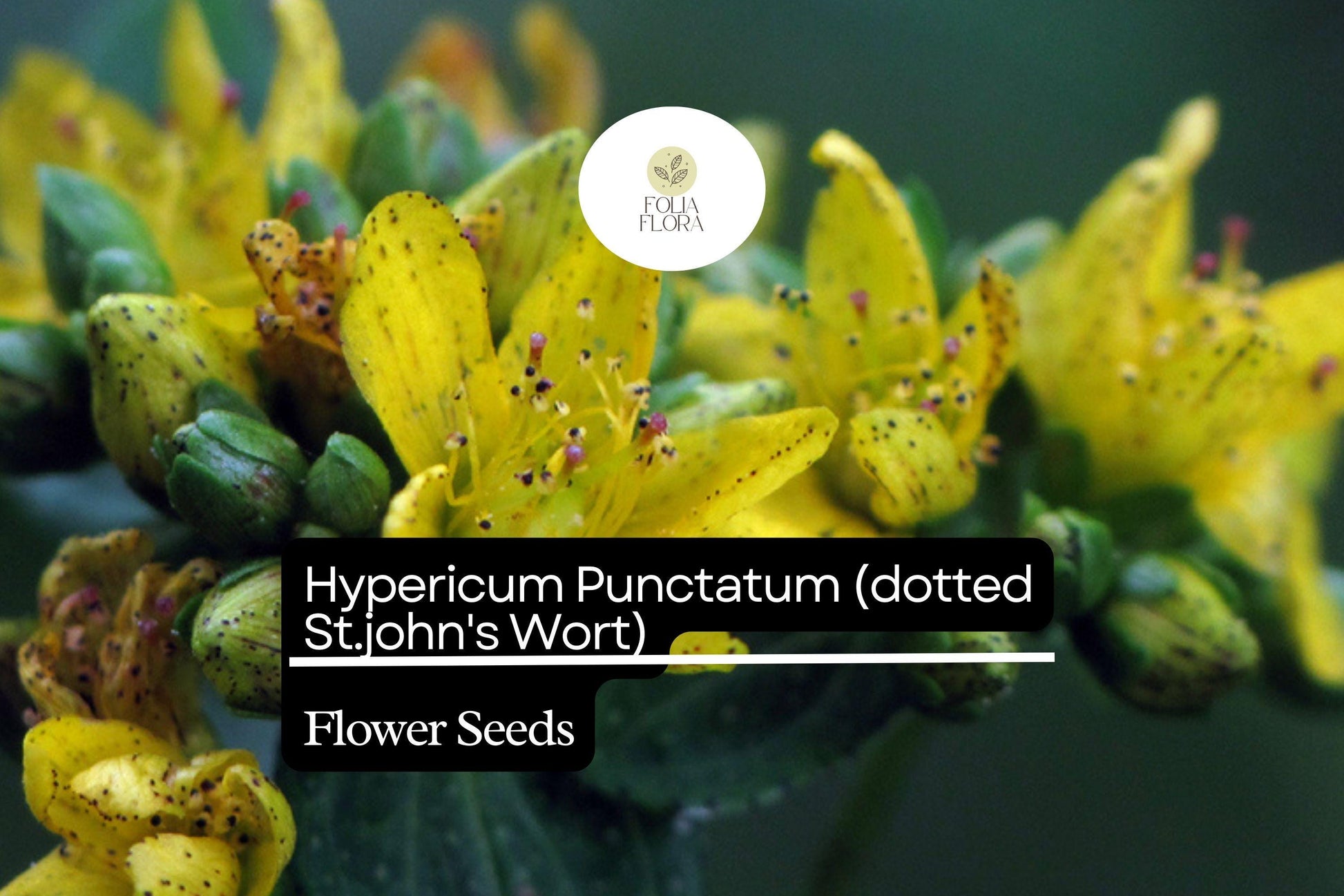 Dotted St. John's Wort Seeds 50mg - Hypericum Punctatum, Pollinator-Friendly Native Wildflower, Bright Yellow Flowers