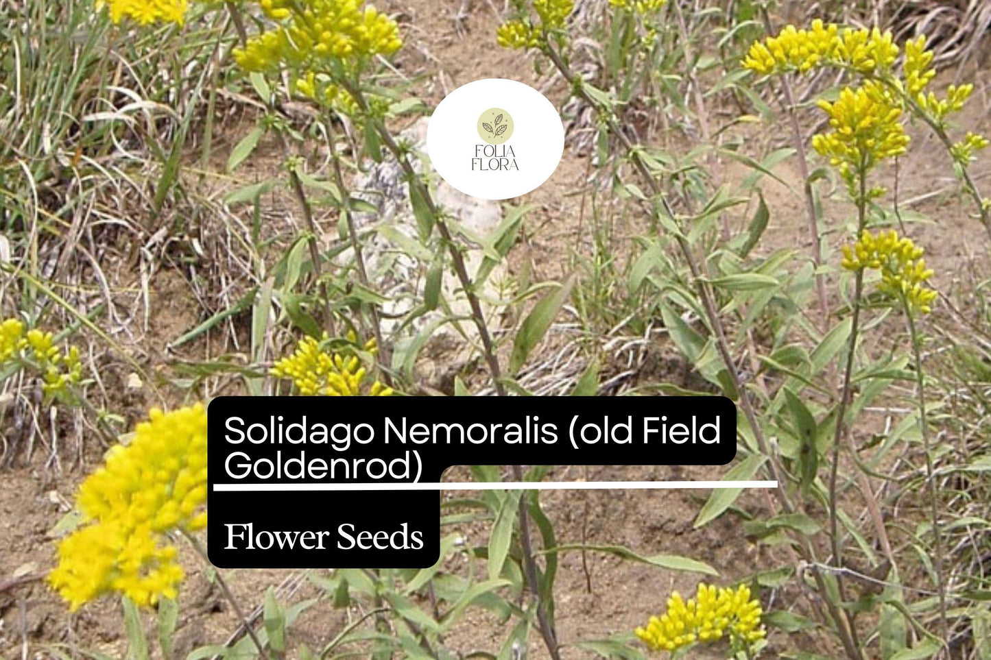 Old Field Goldenrod Seeds 500 Pack | Solidago nemoralis | Pollinator-Friendly Yellow Wildflower | Non-GMO, Drought-Tolerant