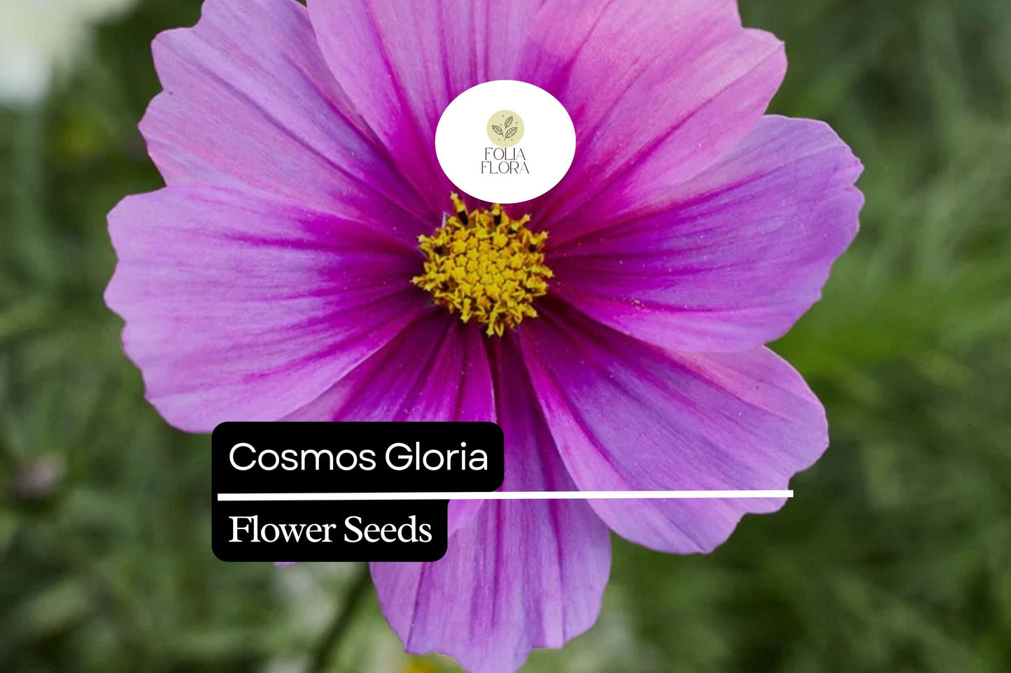 Cosmos Gloria Seeds 1g - Bright Pink Purple Magenta Wildflower, Pollinator-Friendly Annual, Cosmos bipinnatus ‘Gloria’