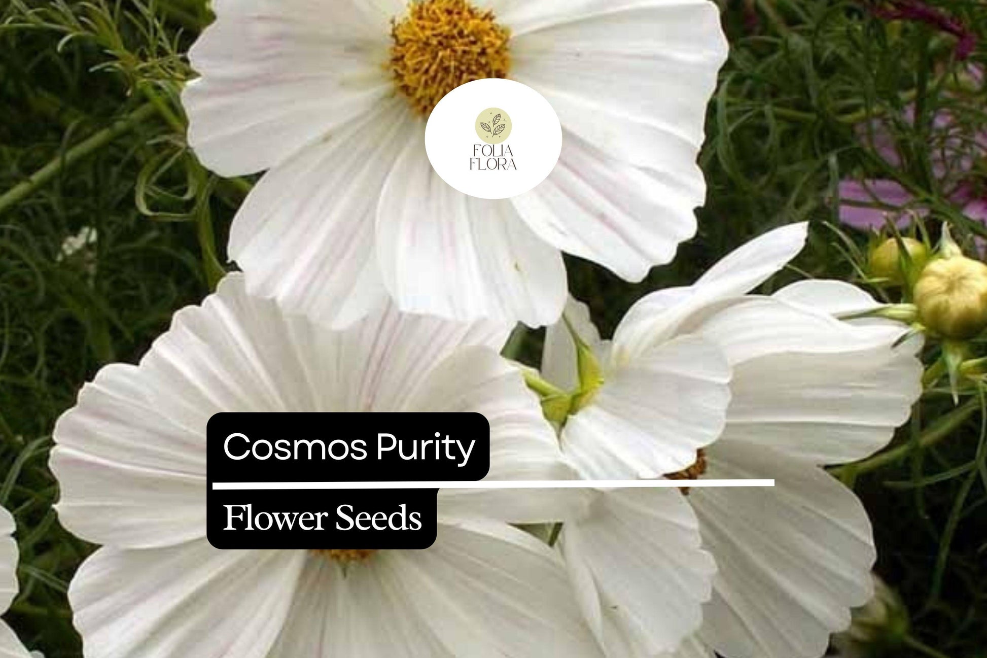 Cosmos Purity Seeds | White Pollinator-Friendly Wildflowers | Cosmos bipinnatus ‘Purity’ | Low-Maintenance Annual Garden Plants
