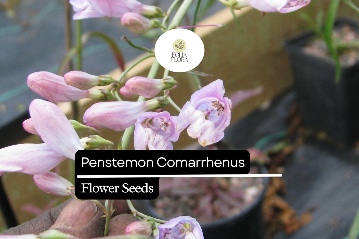 Penstemon Seeds 100mg, Dusty Penstemon, Drought-Tolerant Wildflower, Penstemon Comarrhenus, Lavender-Pink Blooms