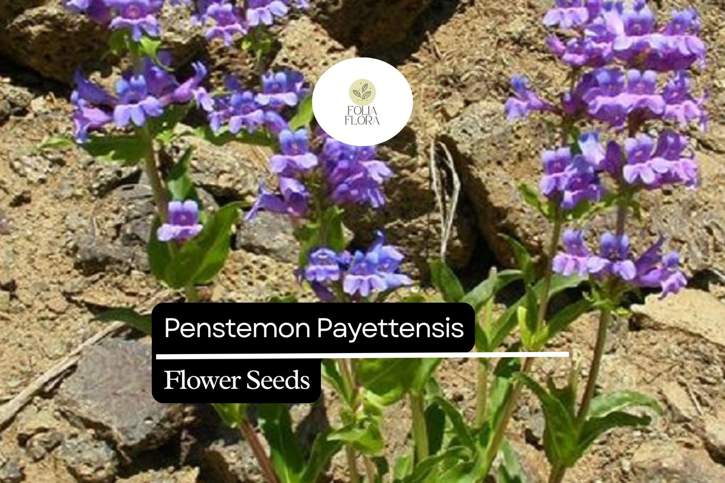 Payette Penstemon Seeds 100mg - Violet-Blue Wildflower for Pollinator Gardens - Penstemon payettensis, Drought-Tolerant Perennial