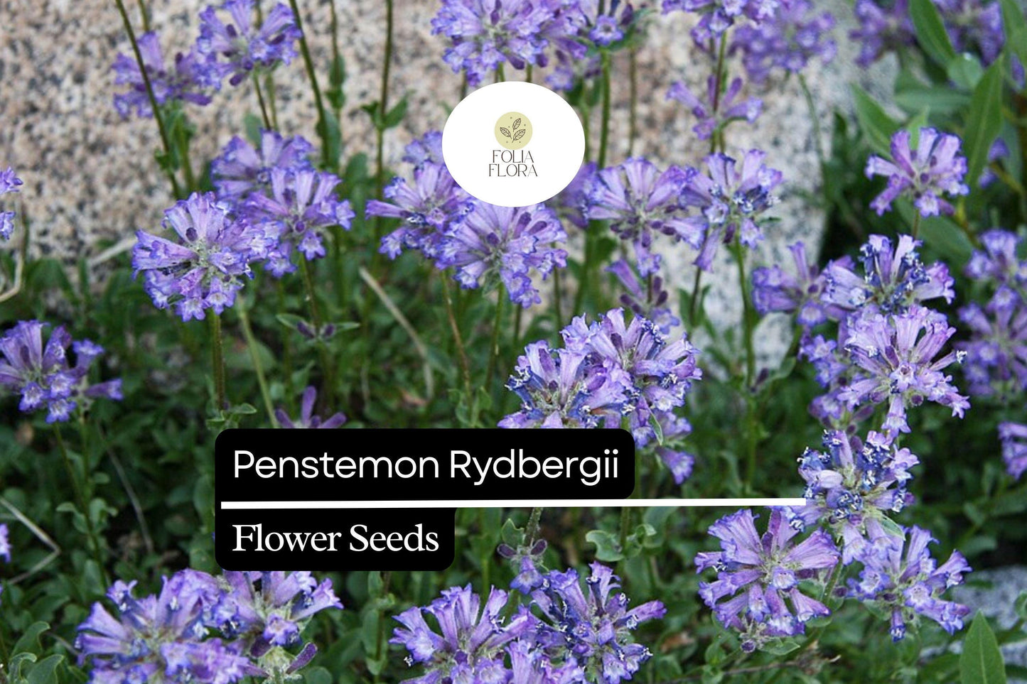 Rydberg's Penstemon Seeds 100mg - Pink Lavender Wildflower for Pollinator Gardens, Penstemon Rydbergii - Drought-Tolerant Perennial