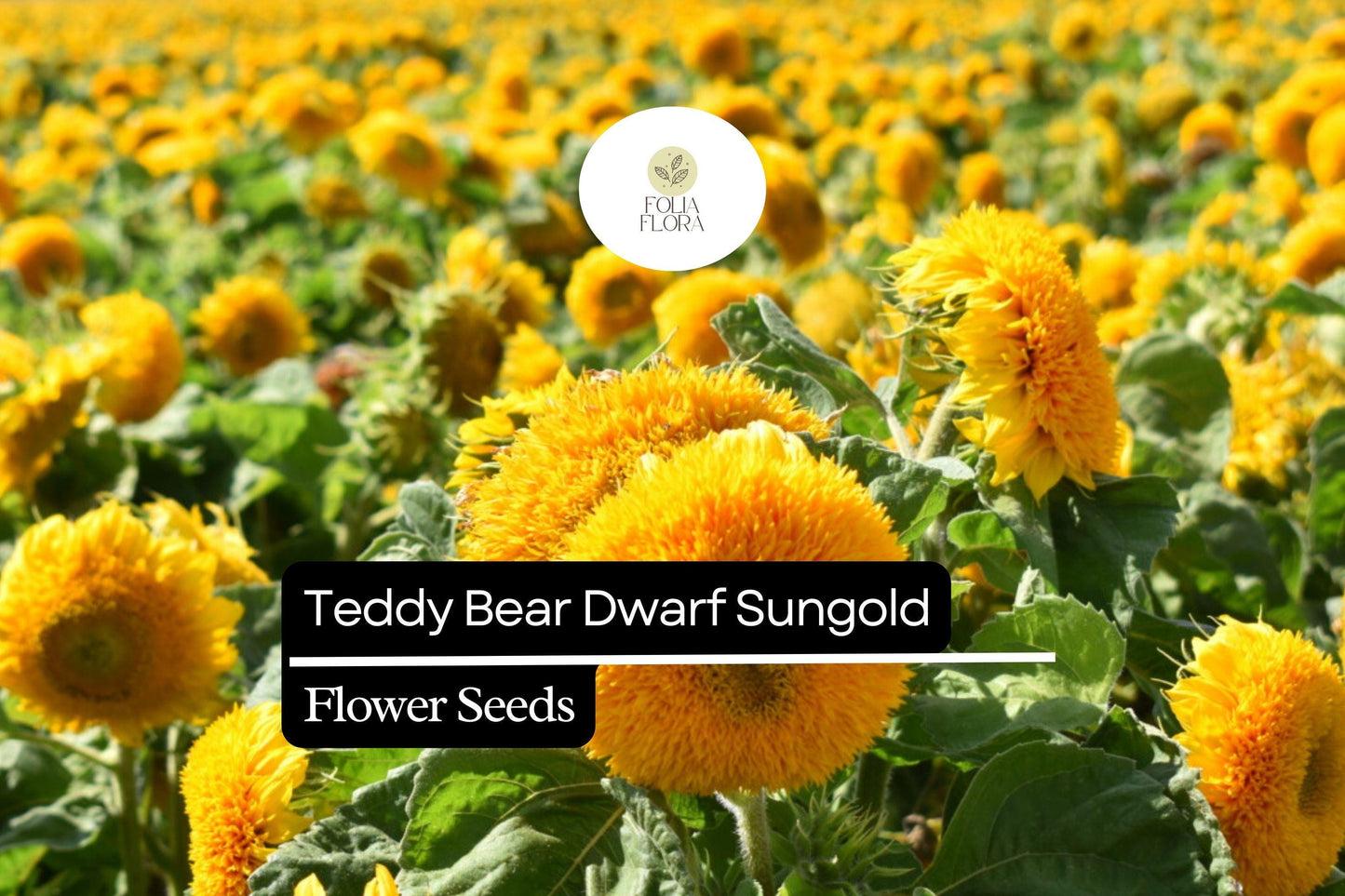 Teddy Bear Dwarf Sunflower Seeds 1g - Sungold, Fully Double-Blooming, Pollen-Free, Helianthus annuus ‘Teddy Bear’