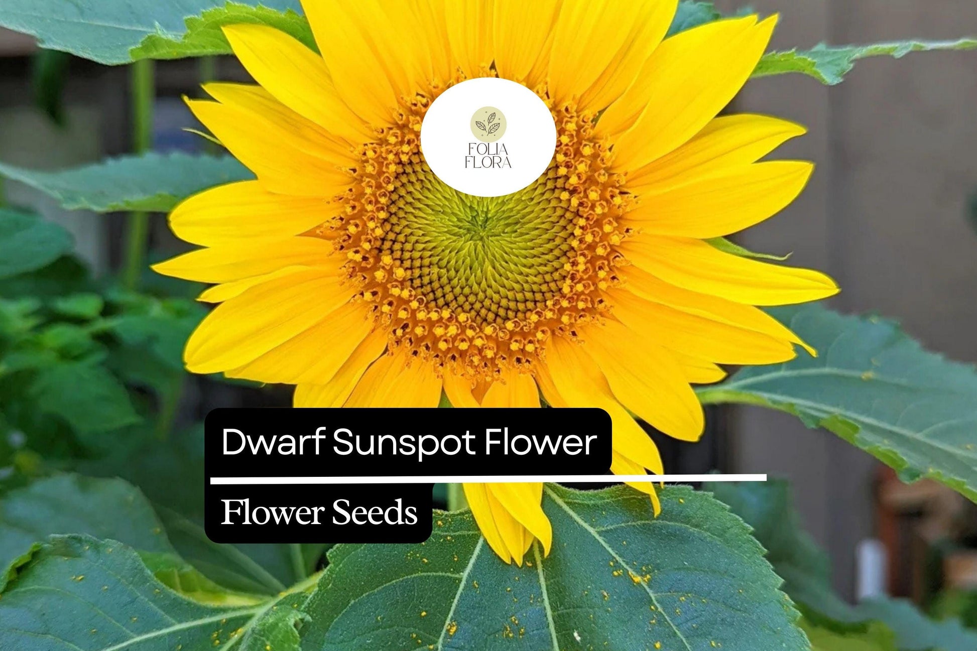 Dwarf Sunspot Sunflower Seeds 1g - Golden Yellow Blooms - Helianthus annuus - Compact, Pollinator-Friendly, Drought-Tolerant