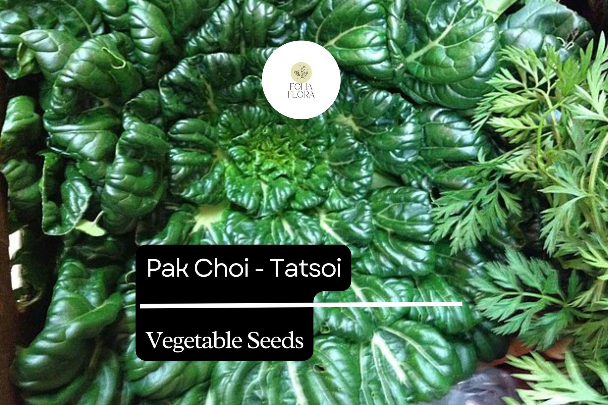 Tatsoi Seeds 500mg Heirloom Brassica rapa var. rosularis | Fast-Growing Asian Greens for Salads & Stir-Fries