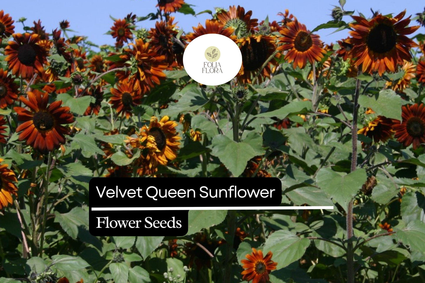 1g Velvet Queen Sunflower Seeds - Deep Red Blooms, Multi-Branched, Helianthus annuus for Vibrant Gardens & Pollinator Attraction