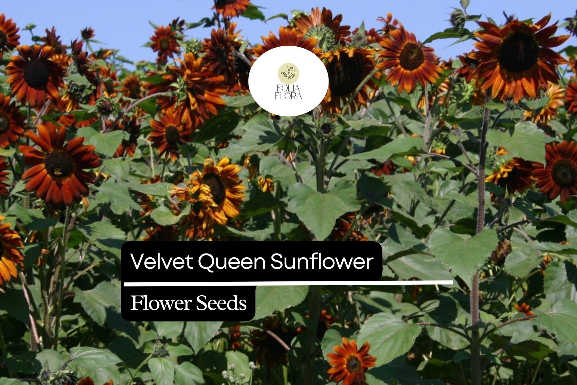 1g Velvet Queen Sunflower Seeds - Deep Red Blooms, Multi-Branched, Helianthus annuus for Vibrant Gardens & Pollinator Attraction
