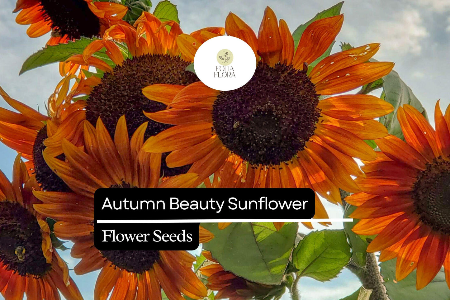 Autumn Beauty Sunflower Seeds 1g - Multicolored Blooms, Helianthus annuus 'Autumn Beauty', Pollinator-Friendly Annual