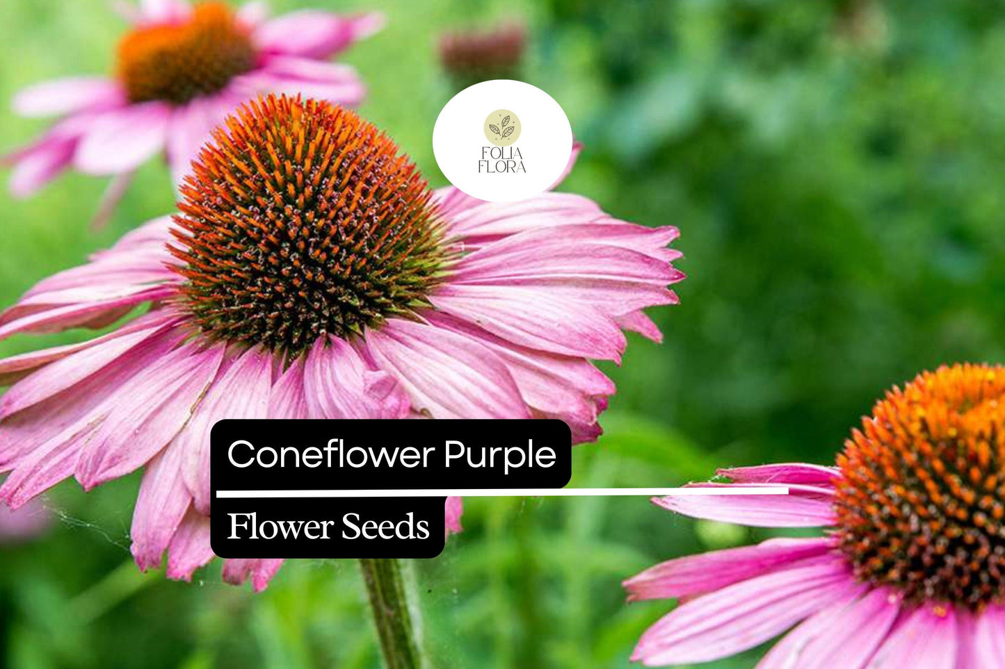 Purple Coneflower Seeds 500mg | Echinacea purpurea | Hardy, Drought-Tolerant, Pollinator-Friendly Wildflower Seeds