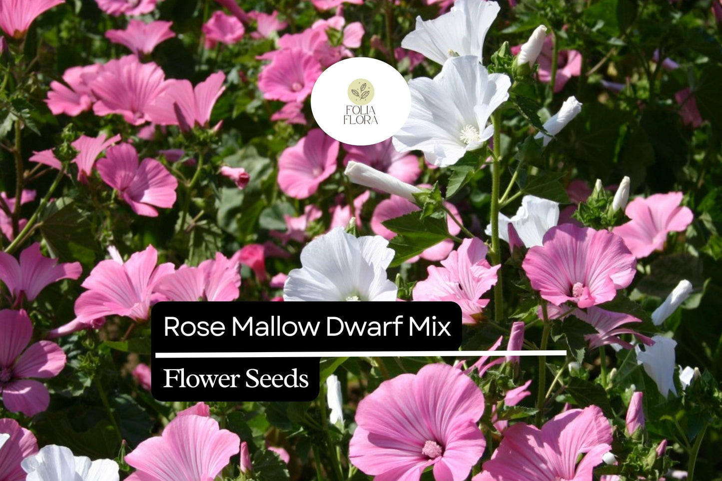 Dwarf Rose Mallow Mix Seeds 250mg - Vibrant Hibiscus moscheutos Perennial for Small Gardens, Pollinator-Friendly Blooms