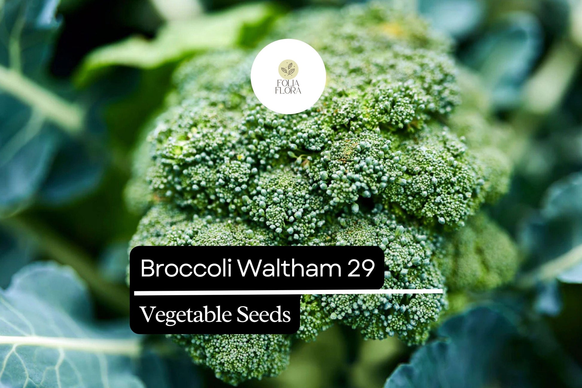 Broccoli Seeds 1g Packet - Waltham 29 Heirloom, Cold-Hardy (Brassica oleracea var. italica) for USDA Zones 3-10, High-Yield