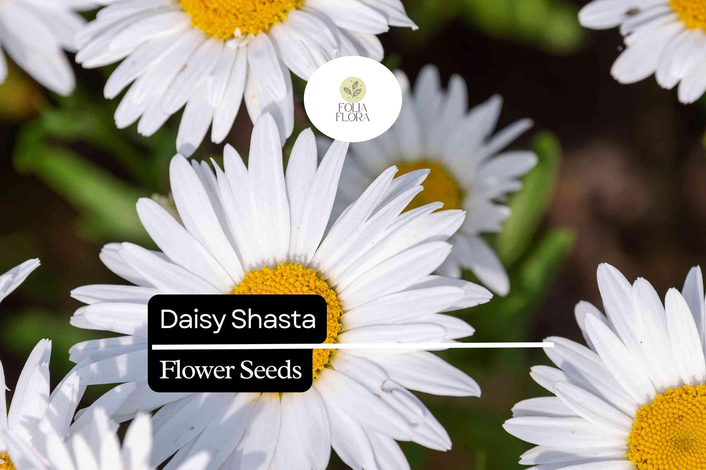 Shasta Daisy Seeds 100mg - Hardy Perennial Wildflower, White Blooms, Leucanthemum × superbum, Pollinator Friendly