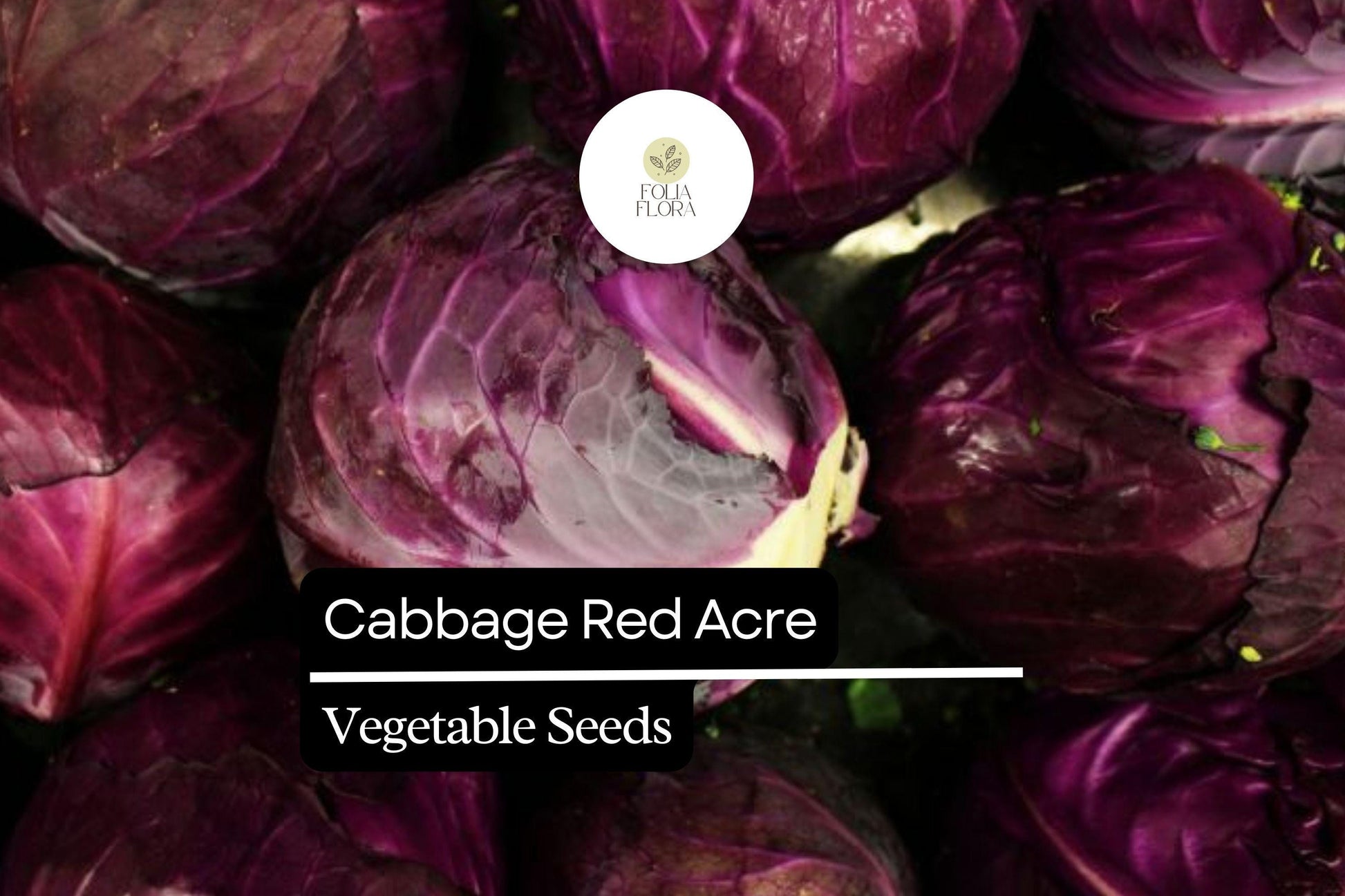 Red Acre Cabbage Seeds | 1g Heirloom, Sweet & Crisp Variety | Brassica oleracea var. capitata | Cold-Hardy Vegetable Garden Seed