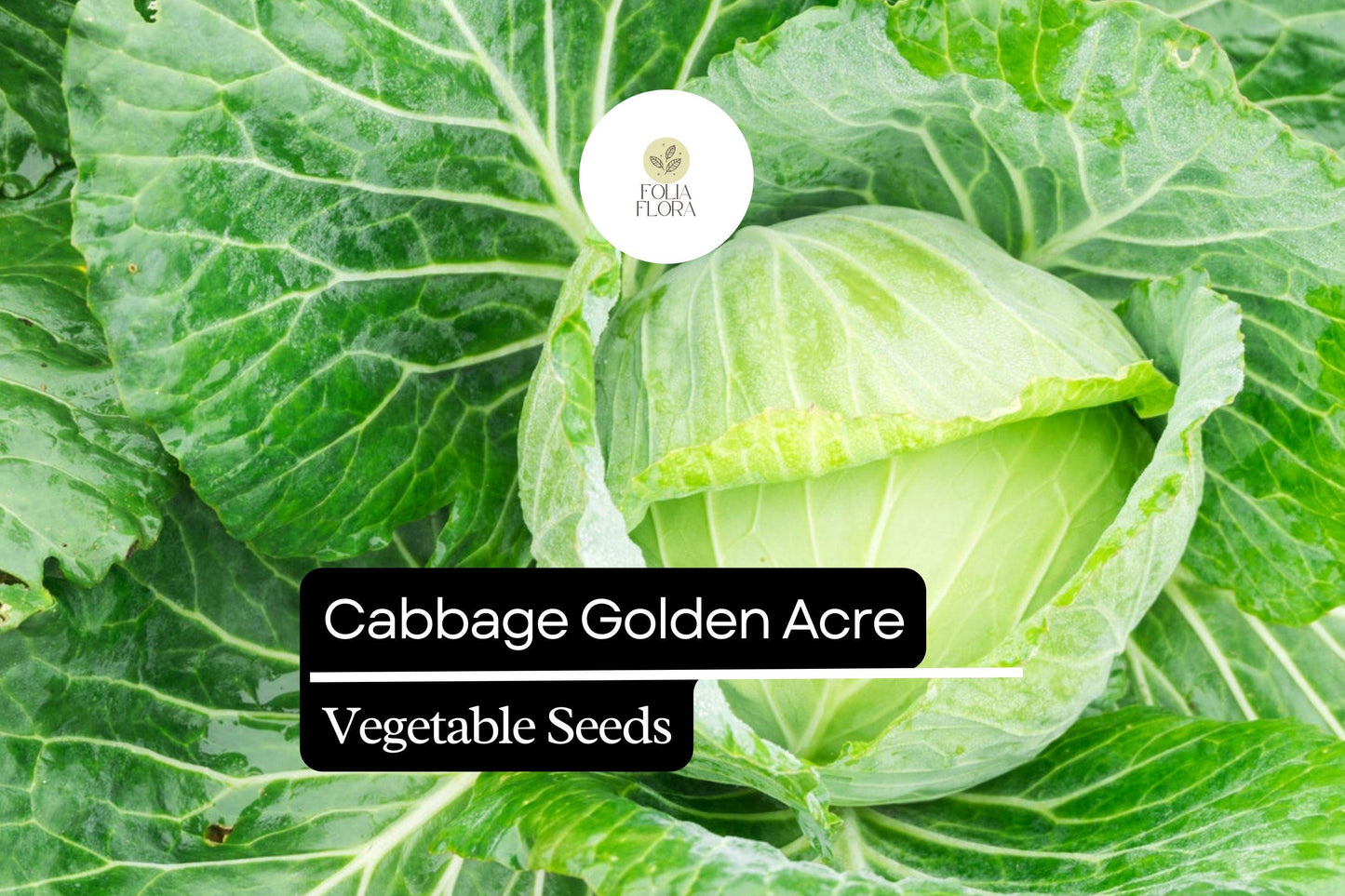 Golden Acre Cabbage Seeds 1g Heirloom | Sweet Tender Cabbage Brassica oleracea var. capitata for Home Gardens, USDA Zones 3-9