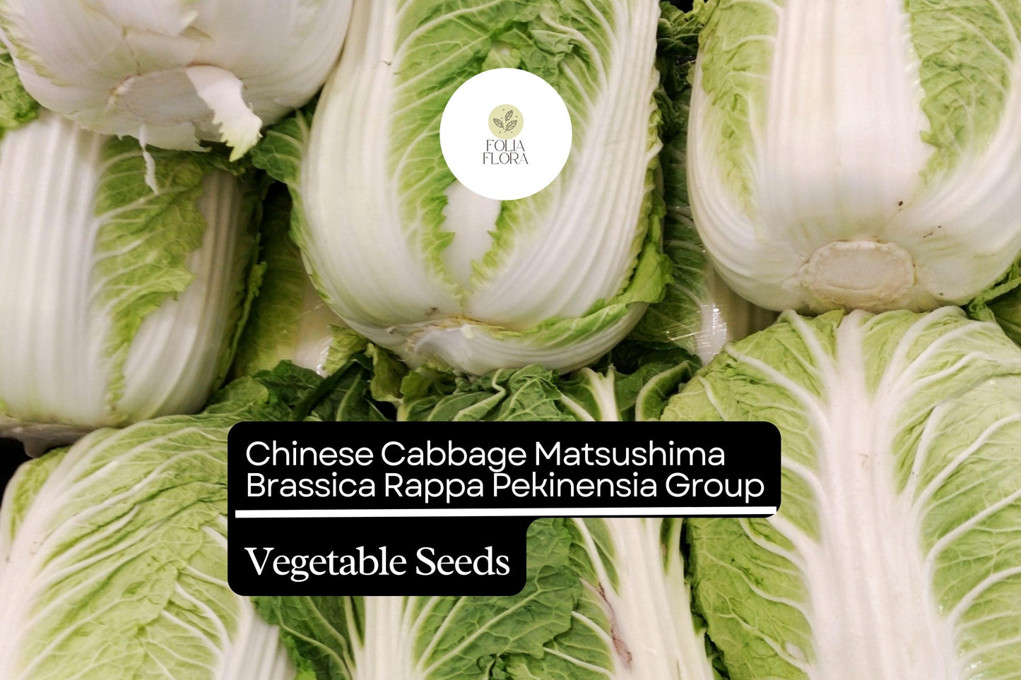 Matsushima Napa Cabbage Seeds - 500mg Sweet Crisp Chinese Cabbage (Brassica rapa var. pekinensis) for Kimchi & Stir-Fry
