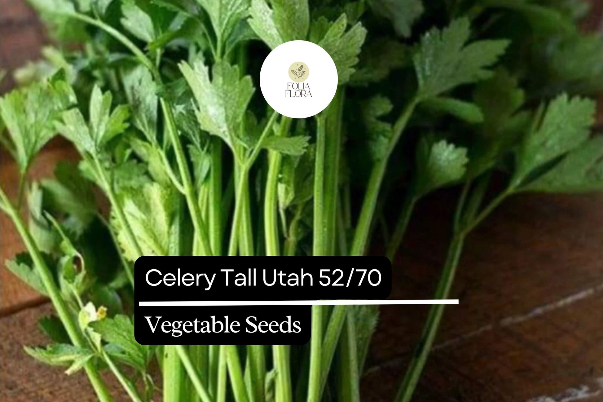 Celery Seeds 1g Packet Tall Utah Heirloom Sweet Crisp Apium graveolens Non-GMO High-Yielding Garden Vegetable
