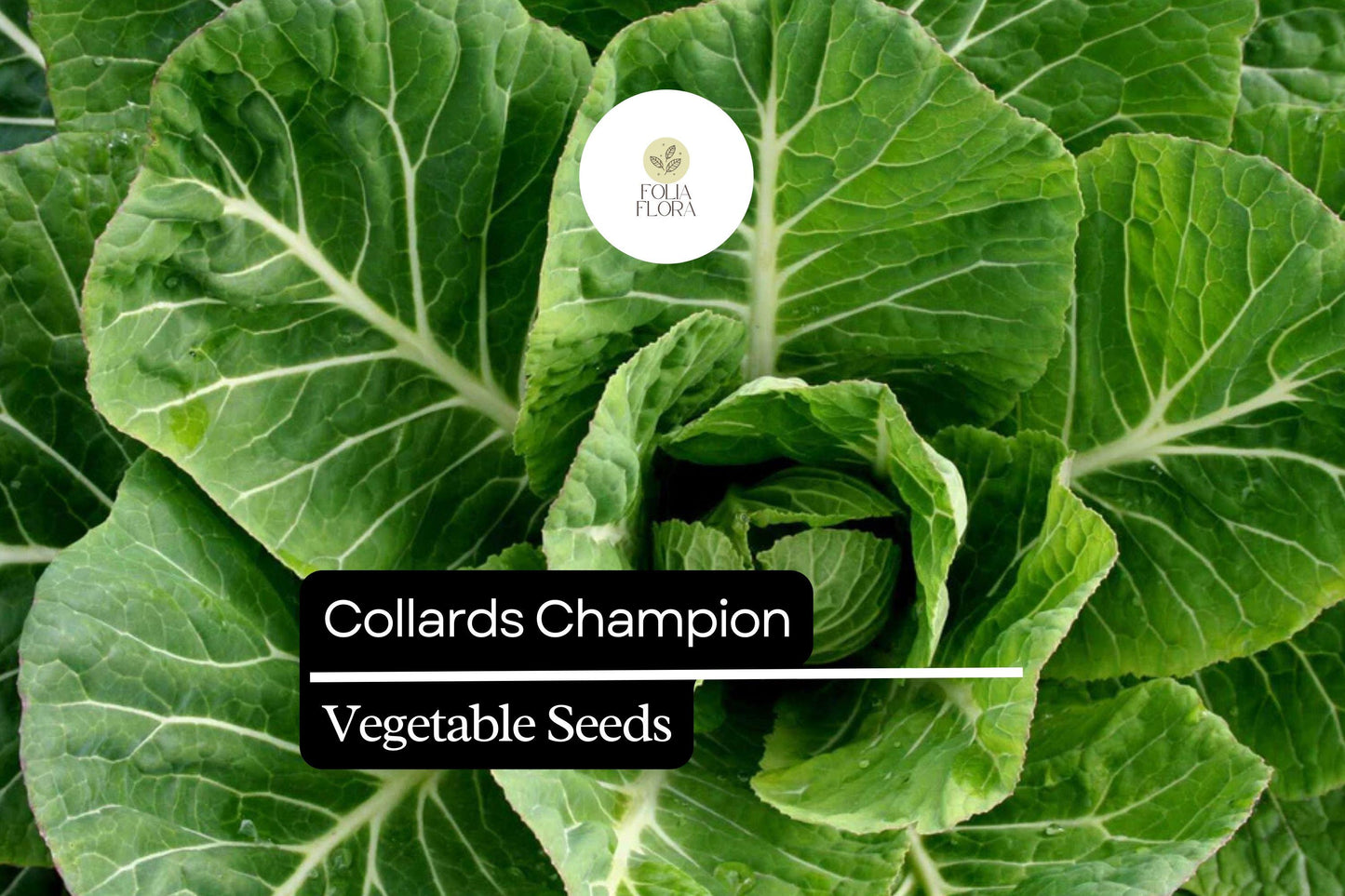 Collards Champion Seeds 1g - Nutritious Heirloom Greens Brassica oleracea | Cold-Hardy, High-Yielding, Deep Green Leaves