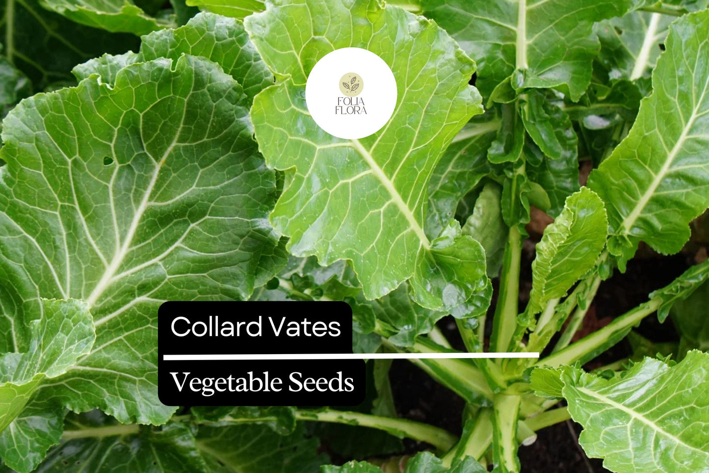 Collard Vates Seeds 1g - Cold-Hardy, Nutritious Heirloom Greens - Brassica oleracea var. viridis - Garden & Container Planting