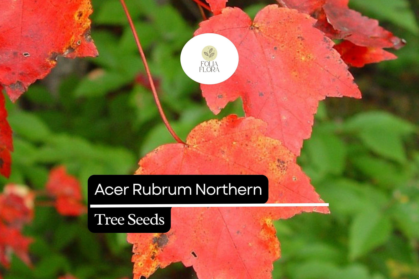 Northern Red Maple Seeds - 10 Pack - Acer rubrum - Vibrant Autumn Foliage - Deciduous Shade Tree for Landscapes and Gardens