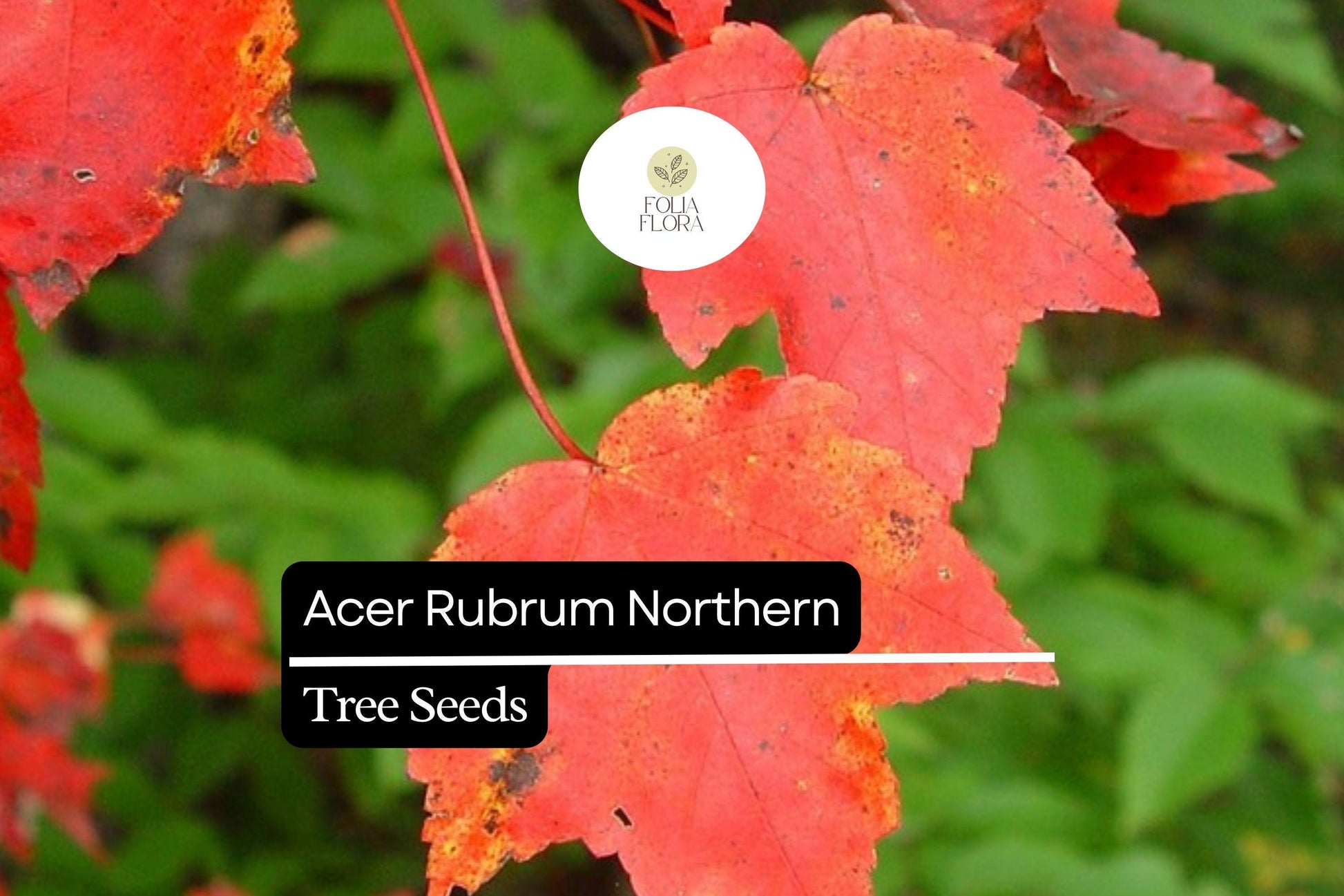 Northern Red Maple Seeds - 10 Pack - Acer rubrum - Vibrant Autumn Foliage - Deciduous Shade Tree for Landscapes and Gardens